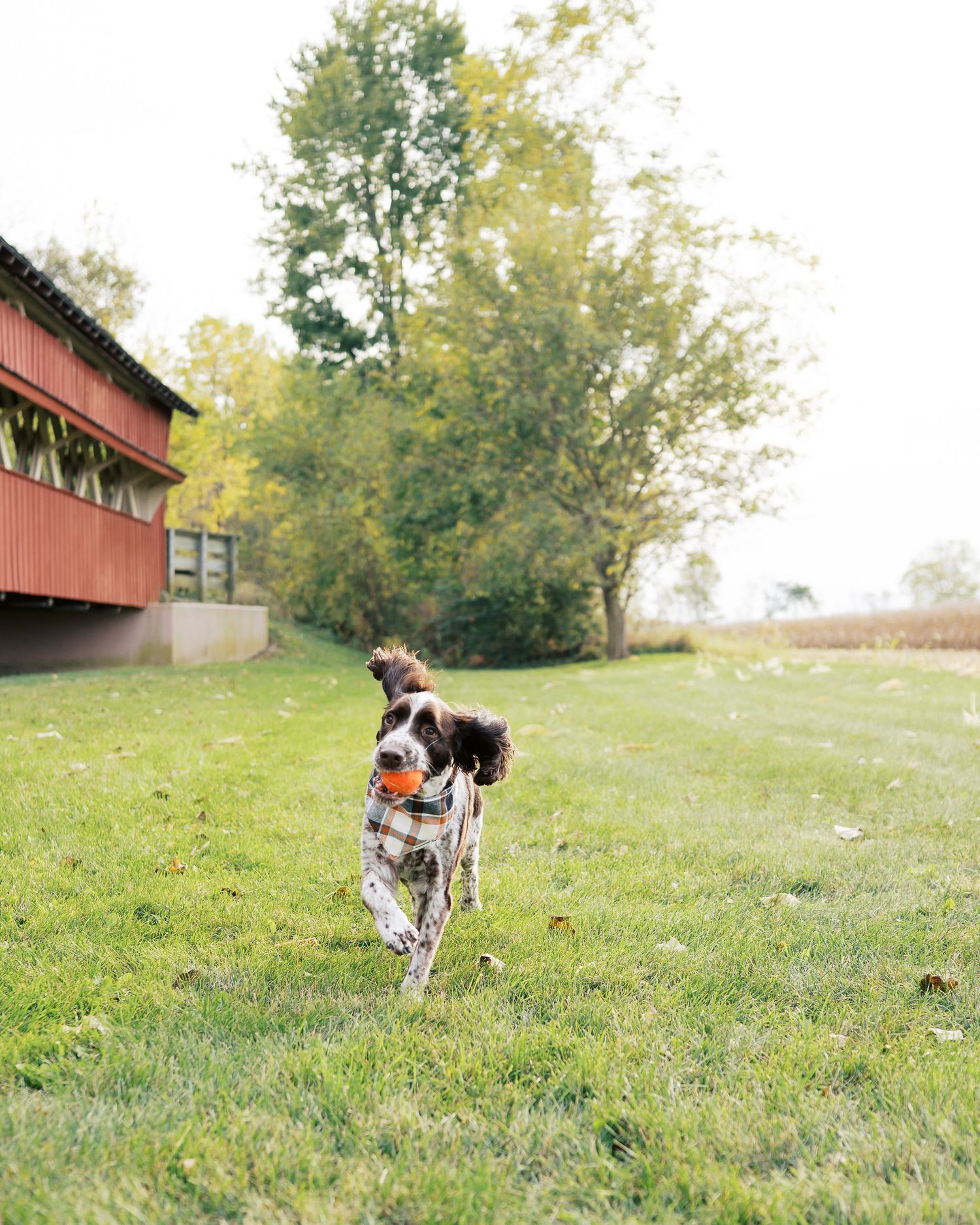 A dog plays and runs in a grassy field near a red barn on a sunny autumn day.