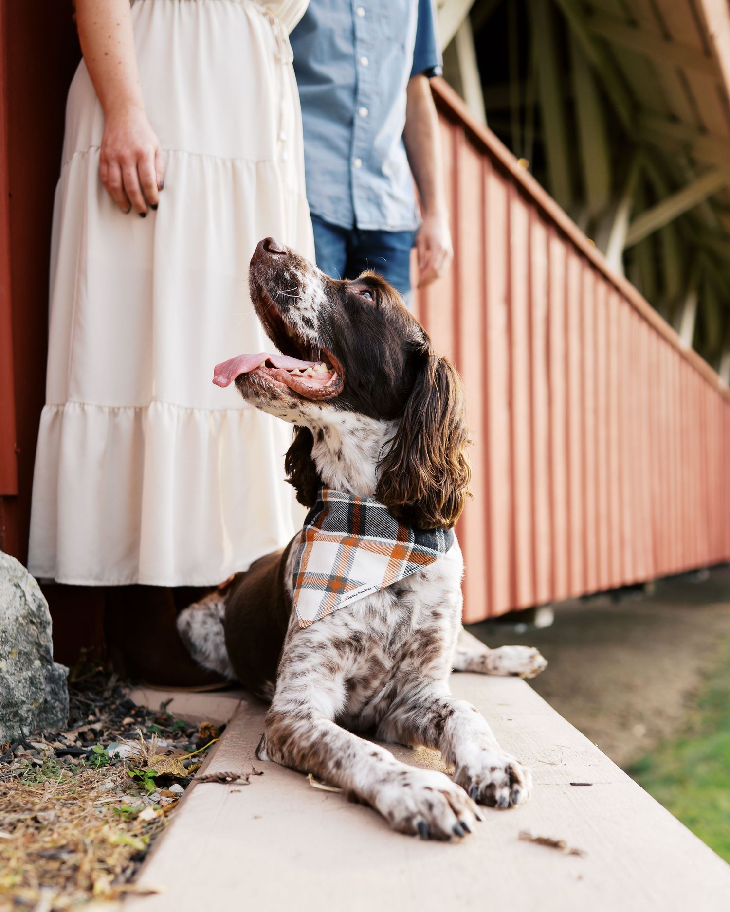 Couple in casual attire playing with their spotted dog on outdoor wooden deck.
