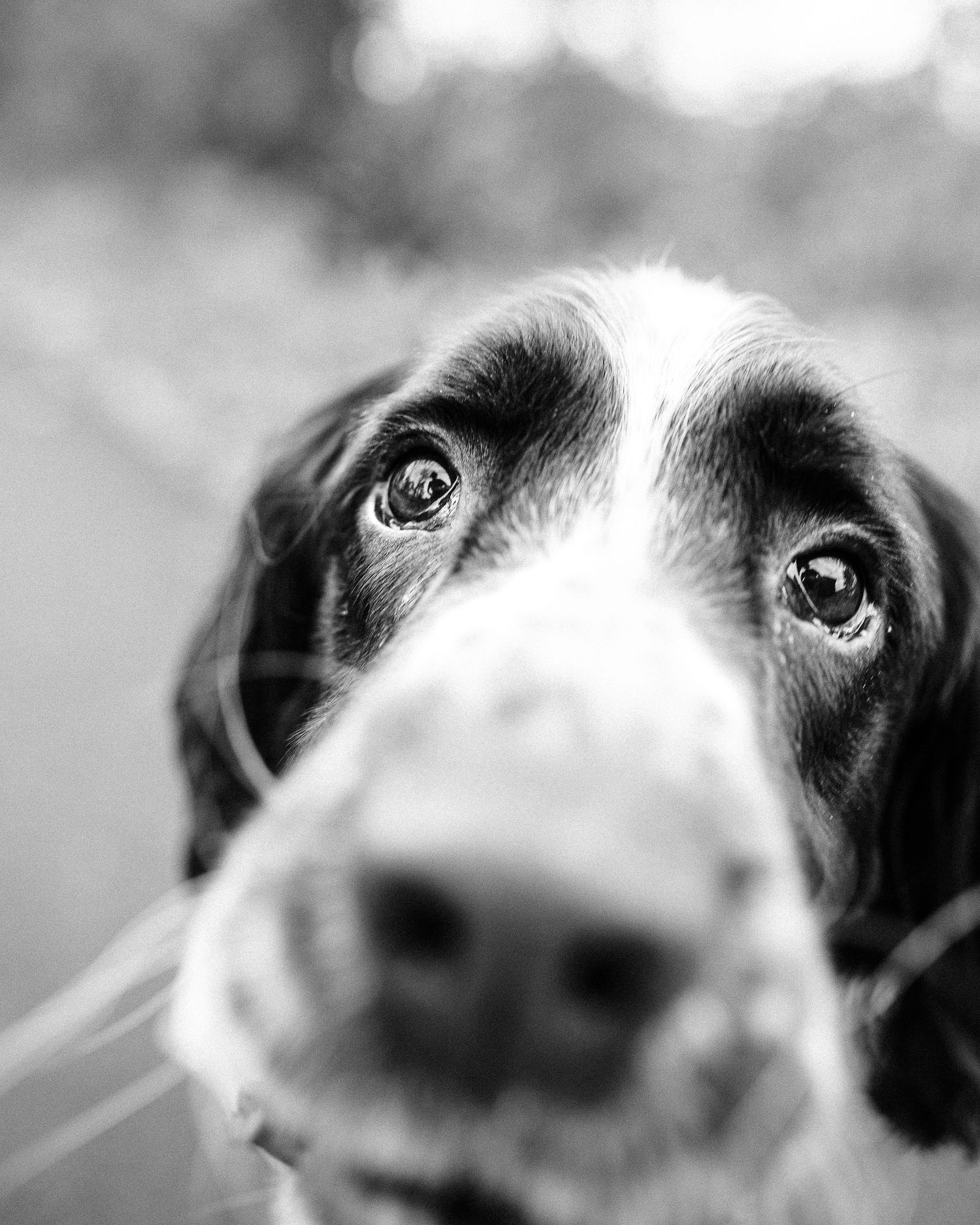 Close-up black and white portrait of a German Shorthaired Pointer dog's face and eyes.