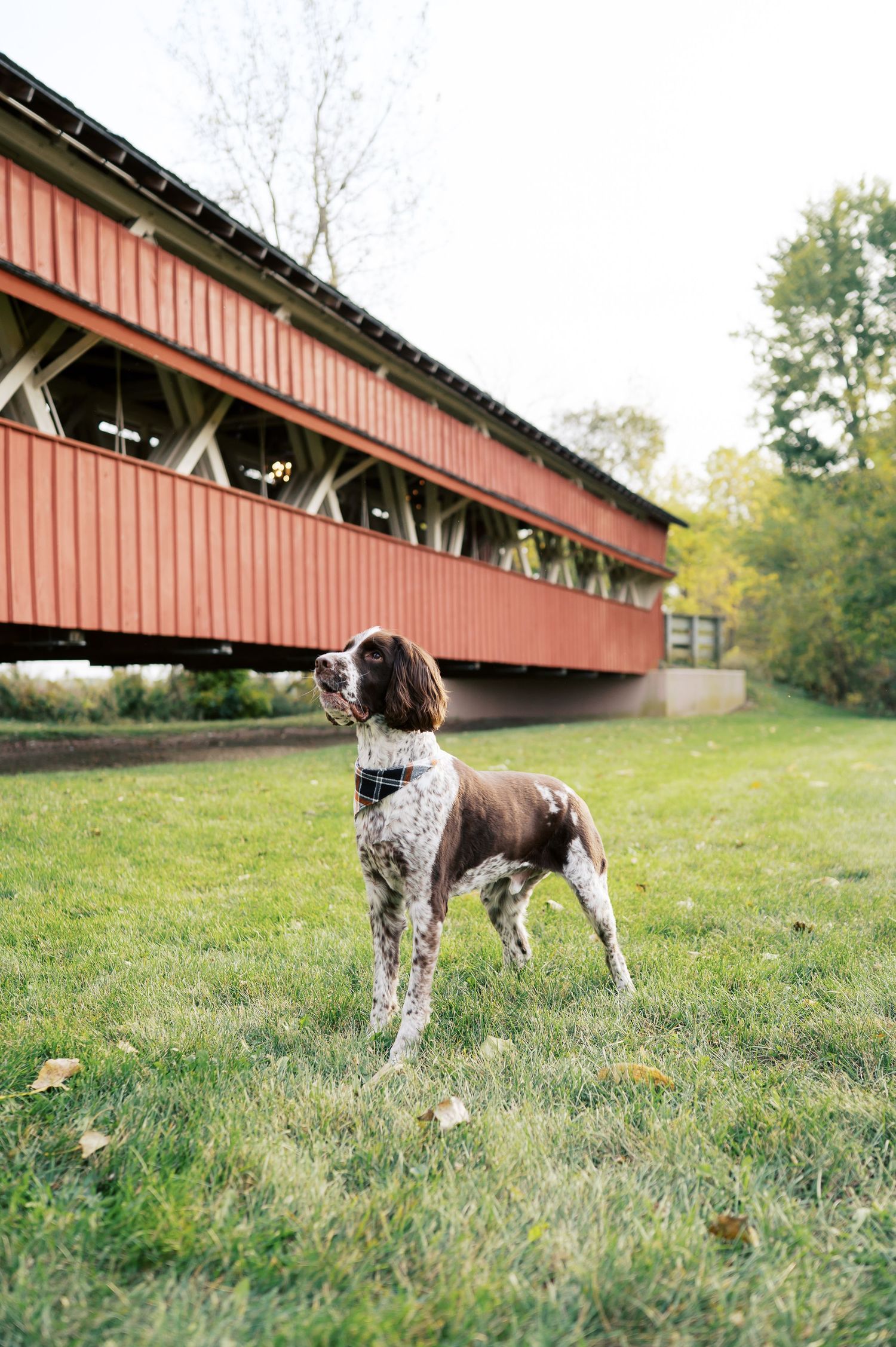 A spotted hunting dog explores a grassy field near a red covered bridge on an autumn day.