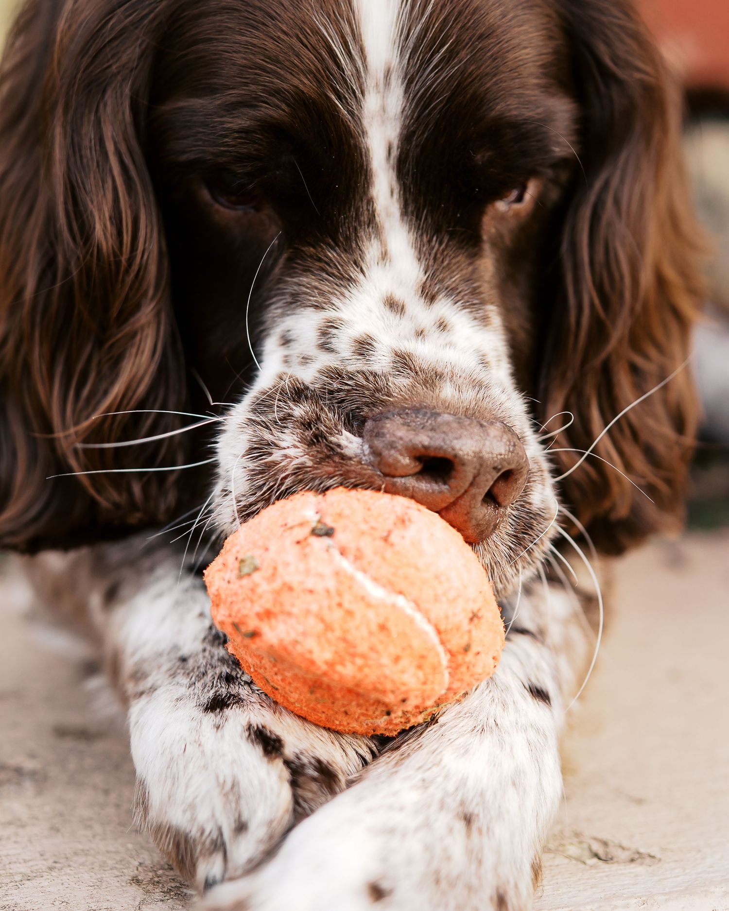 A close-up of a springer spaniel dog holding an orange tennis ball in its mouth.