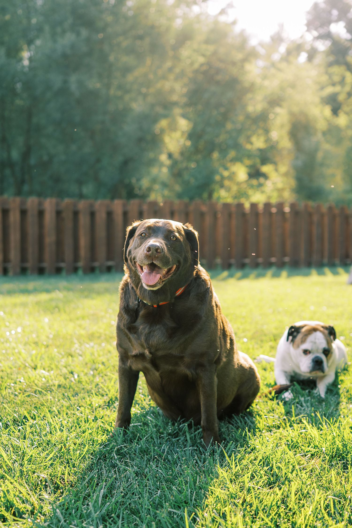 Two dogs lounging in a sunlit backyard with a wooden fence backdrop.