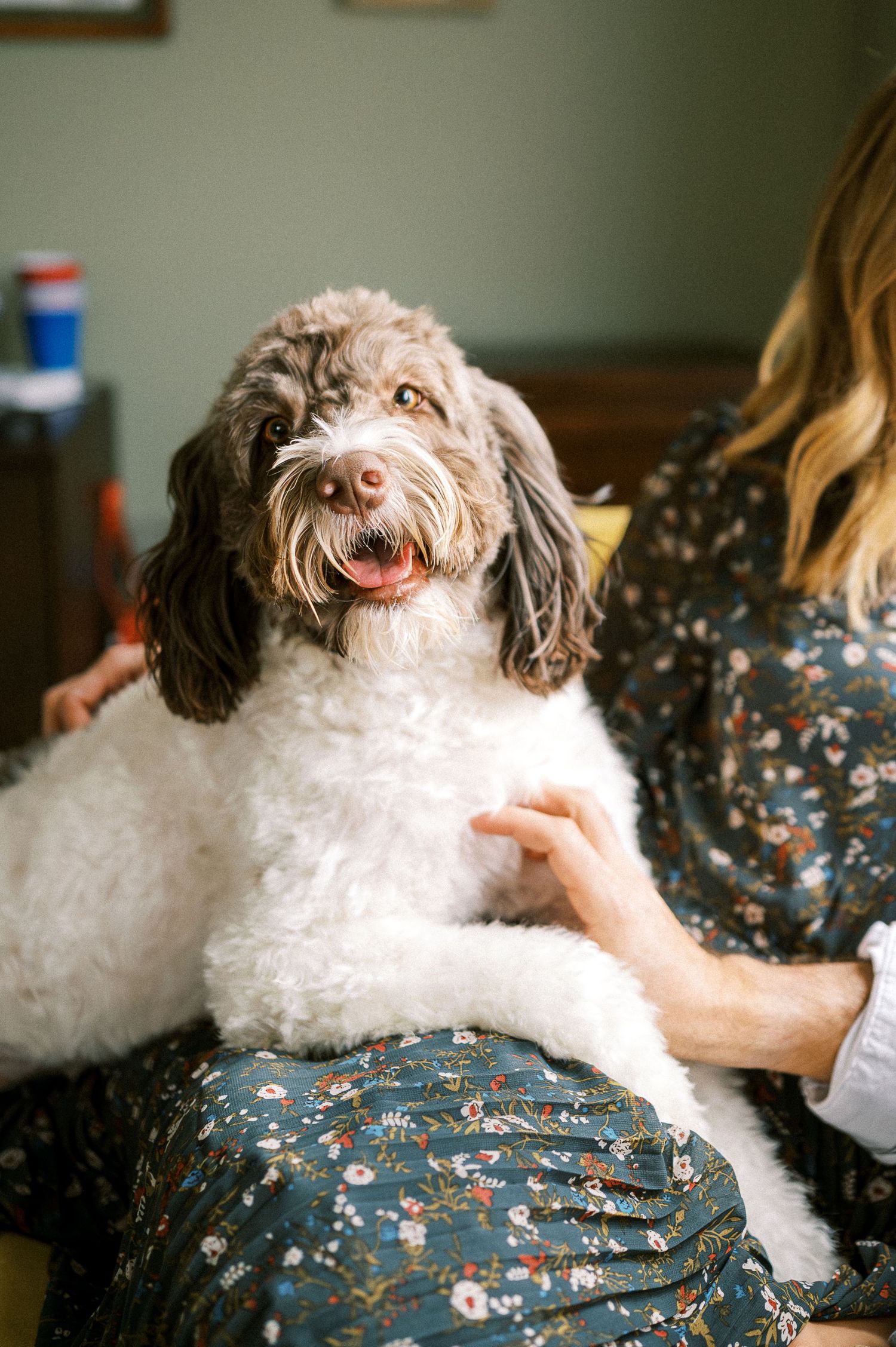 A fluffy white and gray dog smiles happily while lounging on a floral dress.