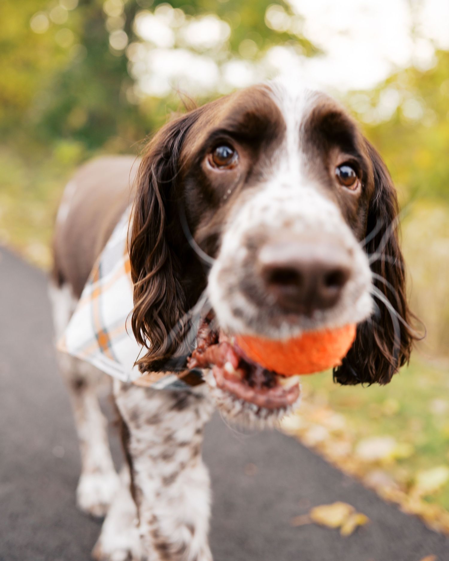 Close-up portraits of a brown and white spaniel dog with an orange toy in its mouth.
