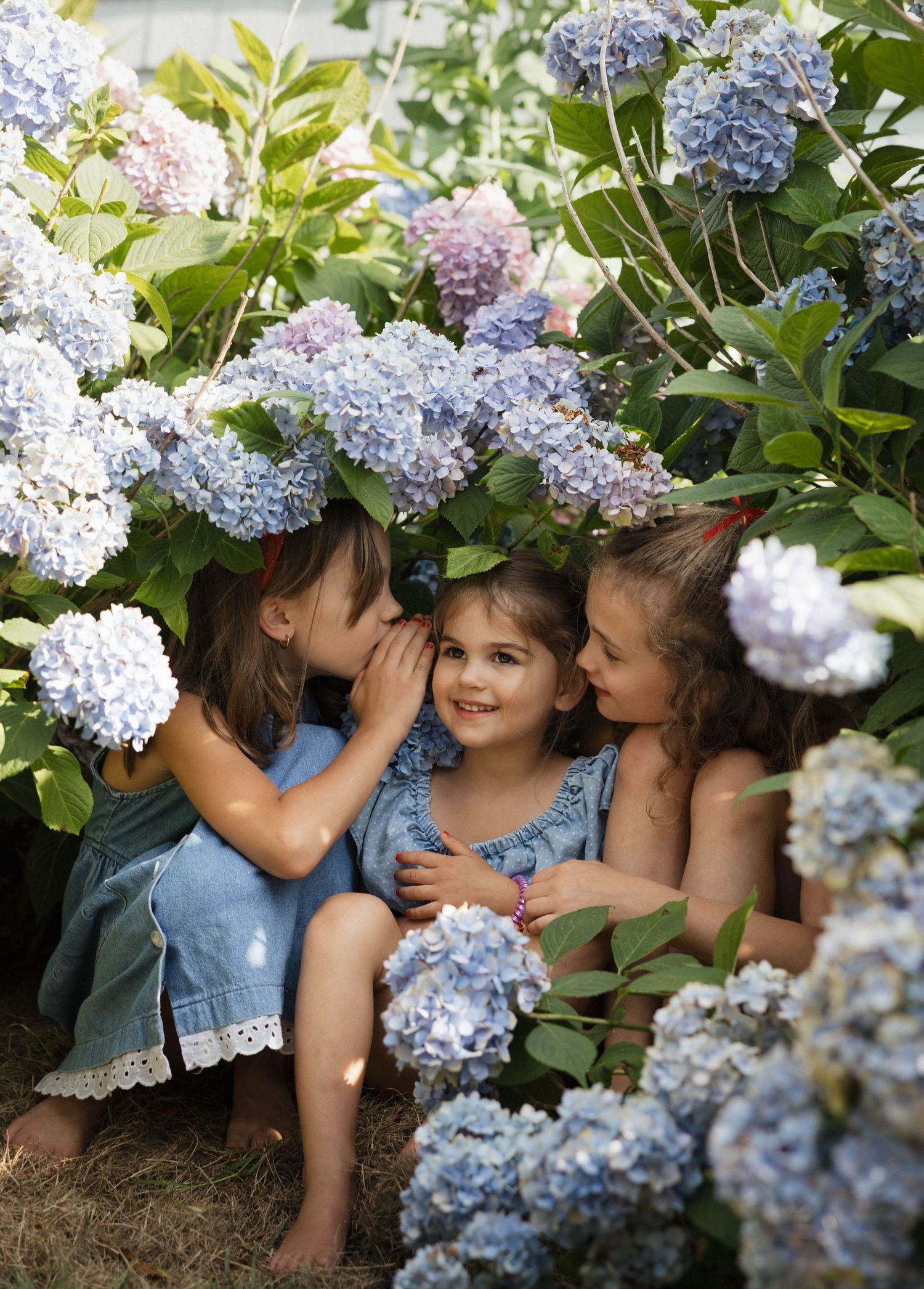 Three young girls in blue dresses sit together whispering among blooming blue and pink hydrangeas.