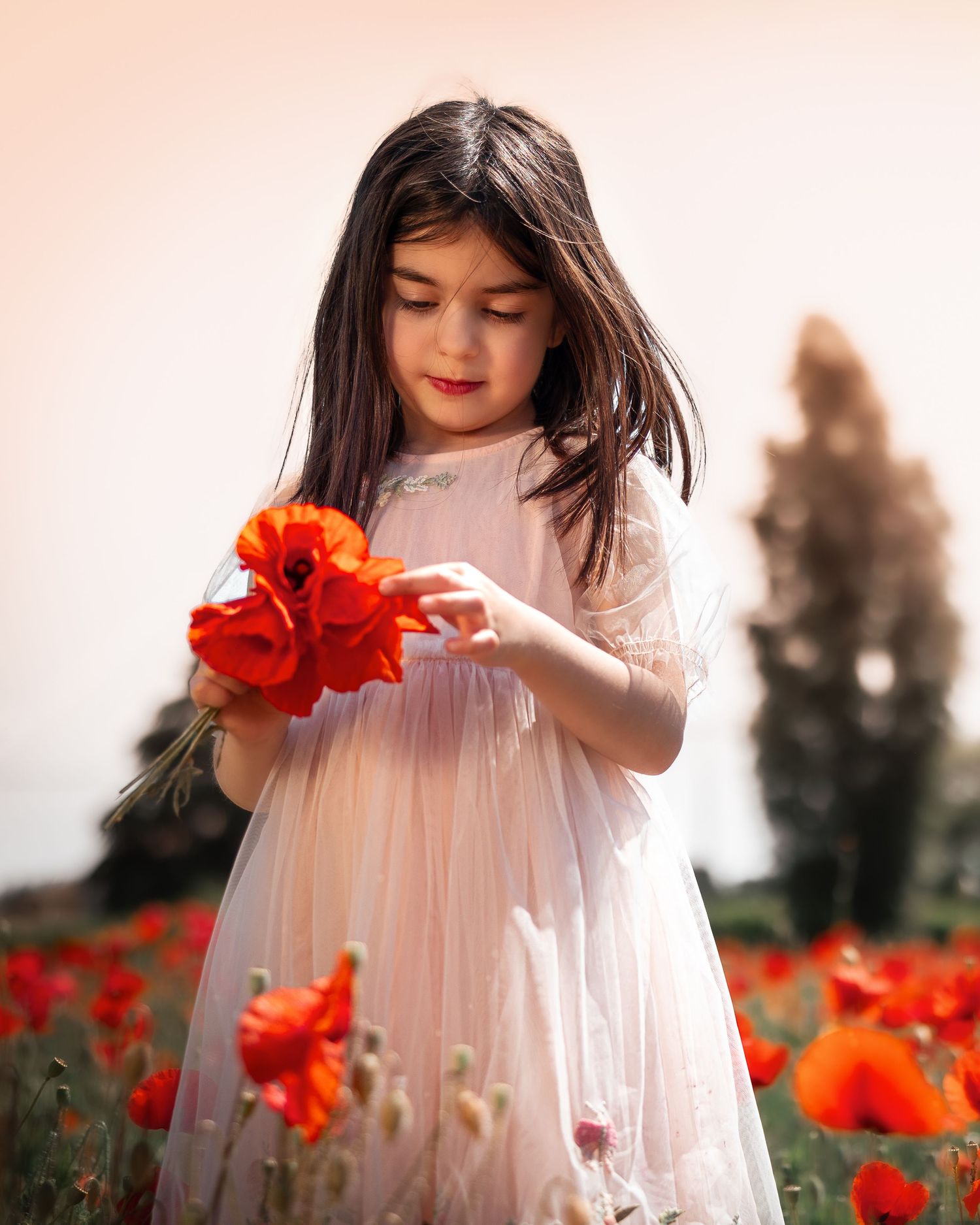 Child in white dress exploring red poppies in summer field.