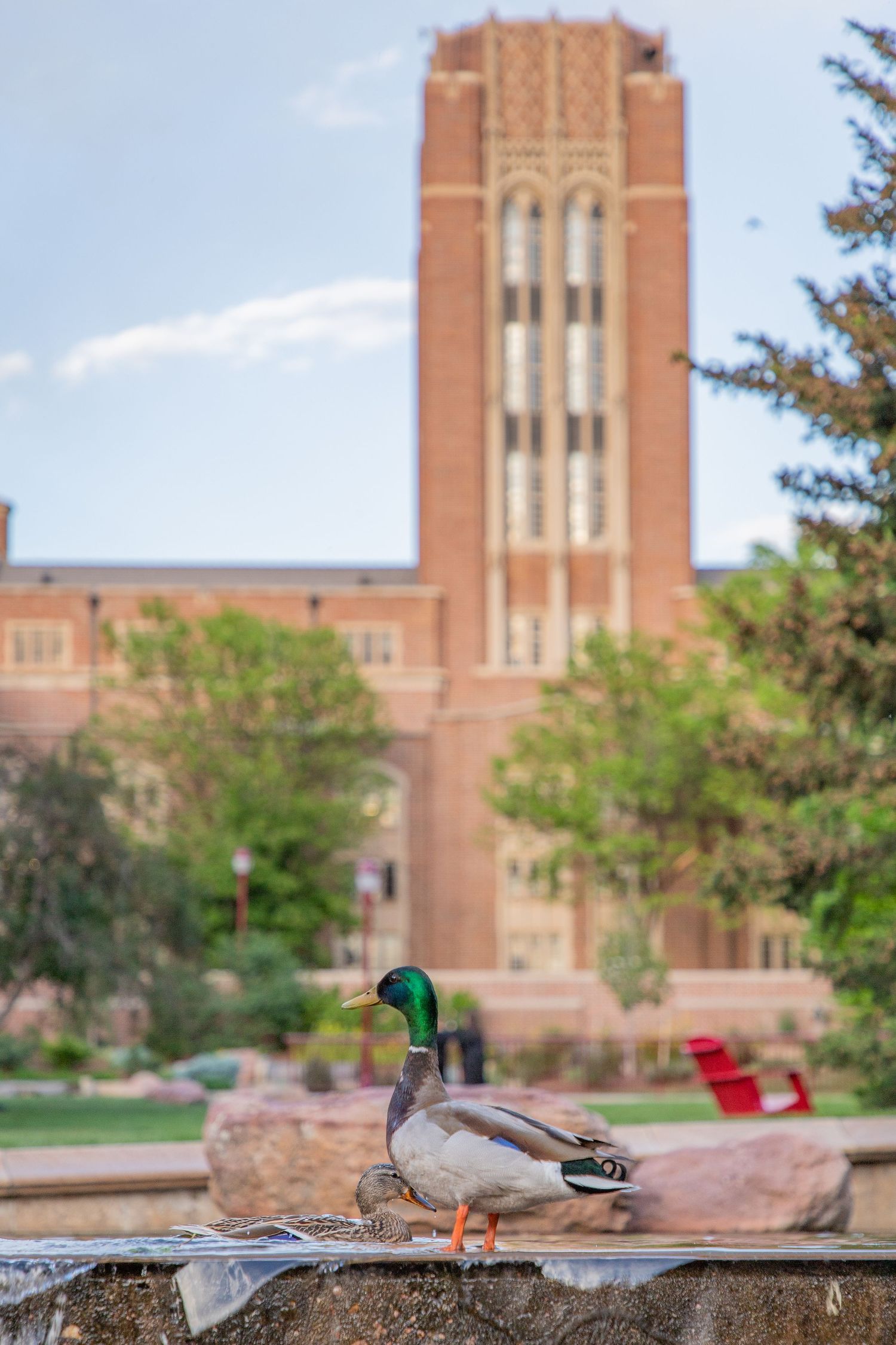 Mallard duck perched on a stone wall with a red brick university building and green trees in the background.