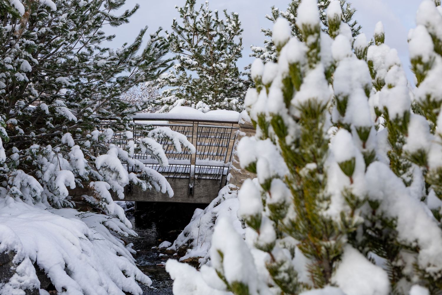 Snow covered evergreen branches frame a winter landscape with buildings in the background.