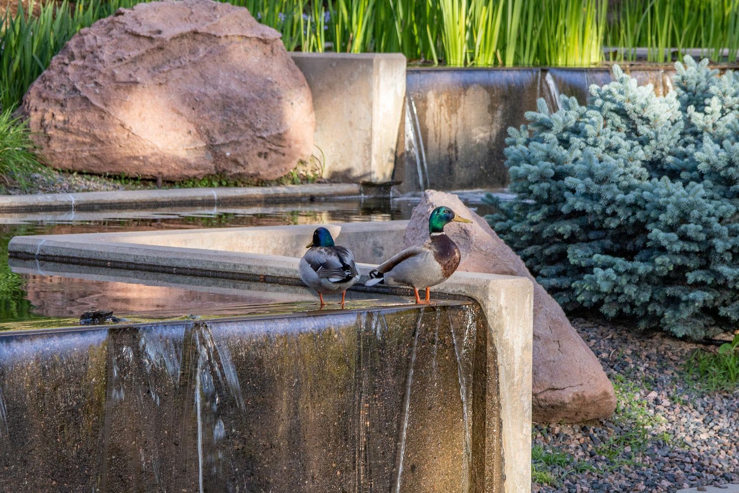 Two mallard ducks perched on the edge of a decorative stone water fountain surrounded by lush garden greenery.