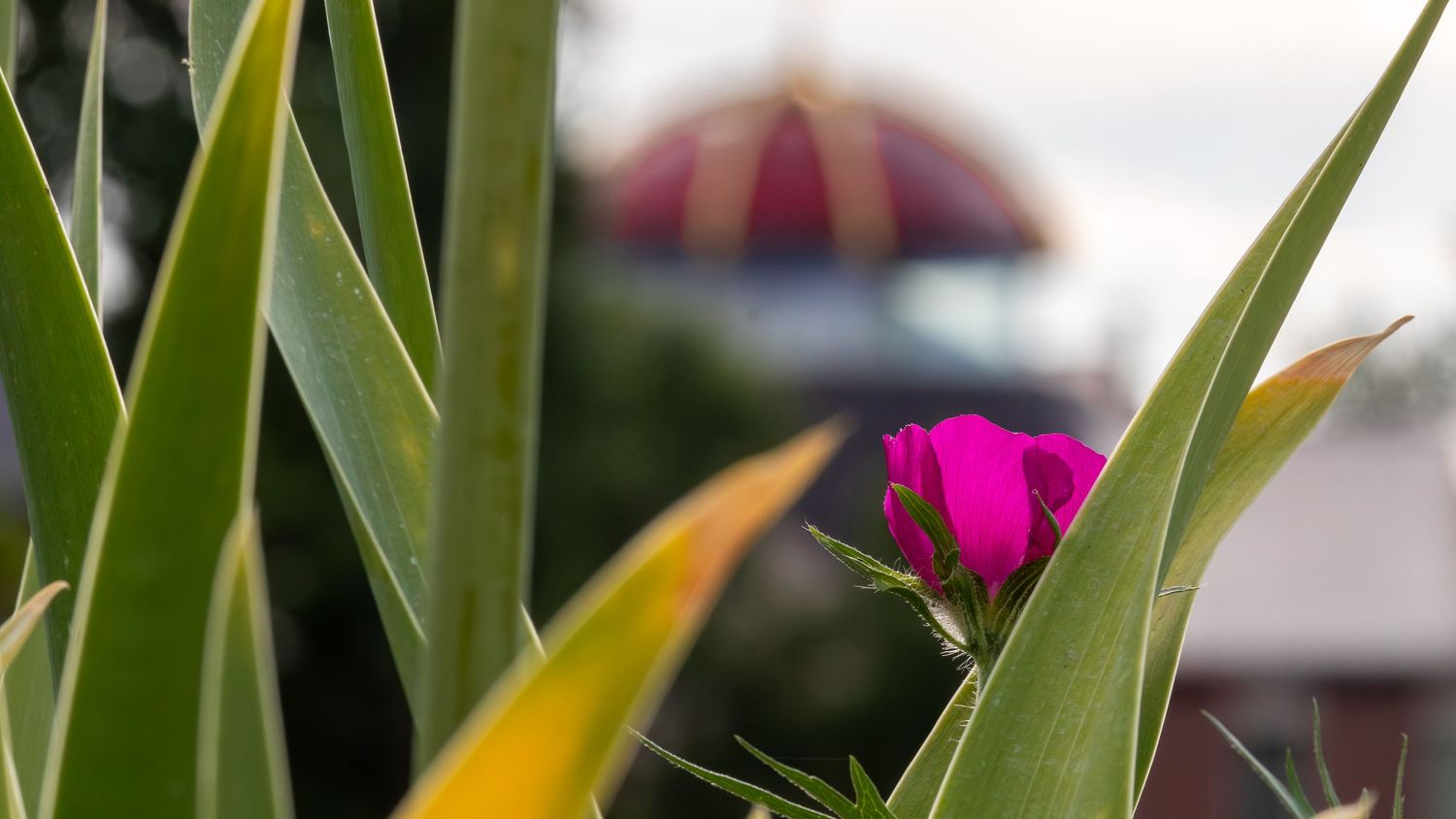 Close-up view of green tropical monstera leaves with vibrant pink flowers in the background.