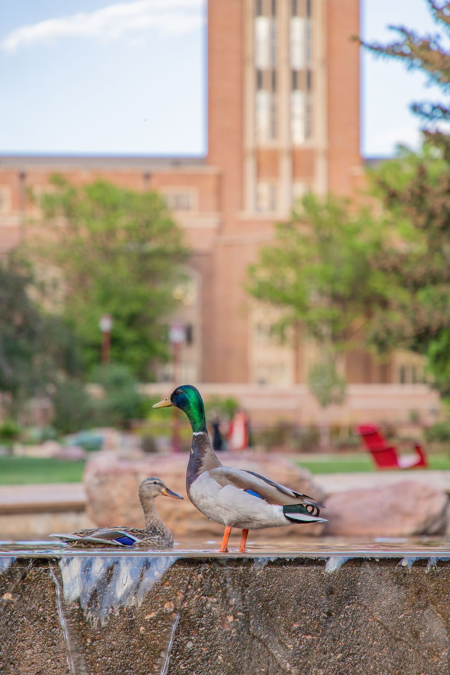 Two mallard ducks perched on a stone wall near a campus fountain with a brick building and trees in the background.