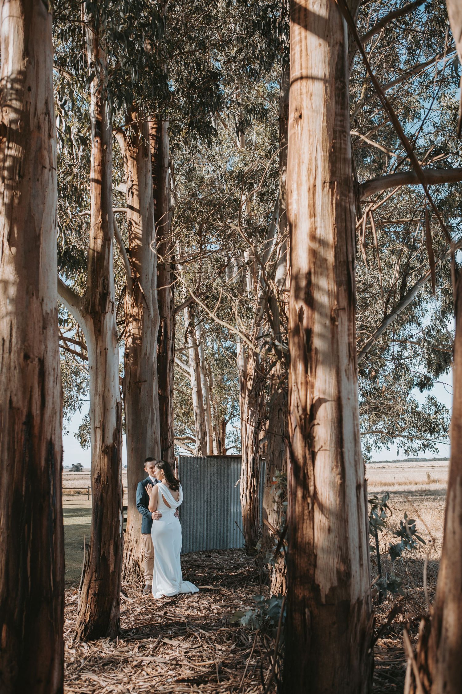Bride and groom embrace among tall eucalyptus trees on a sunny day, with open farmland visible in the background.