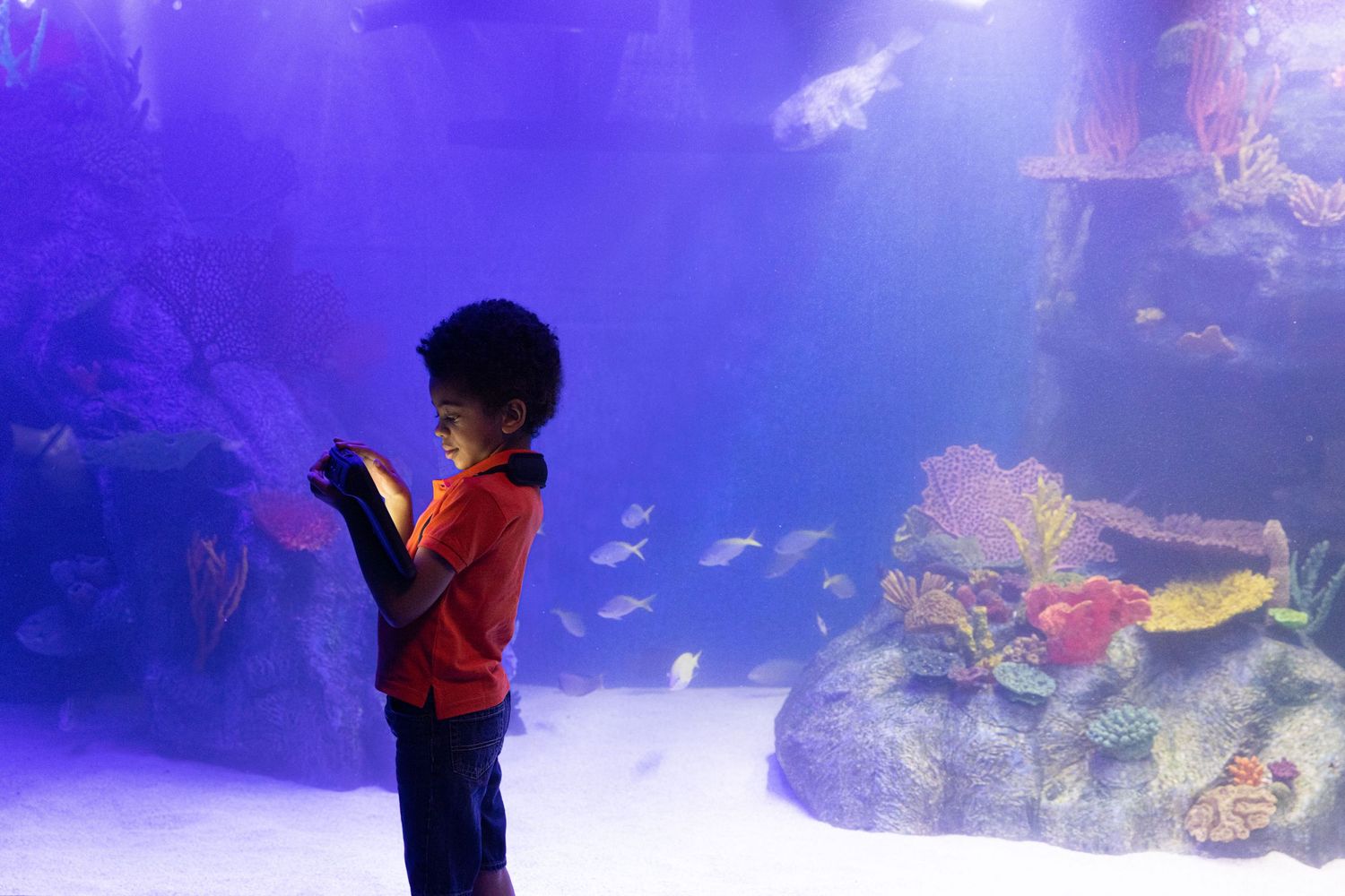 Child observing colorful fish through glass at an aquarium display with purple lighting.