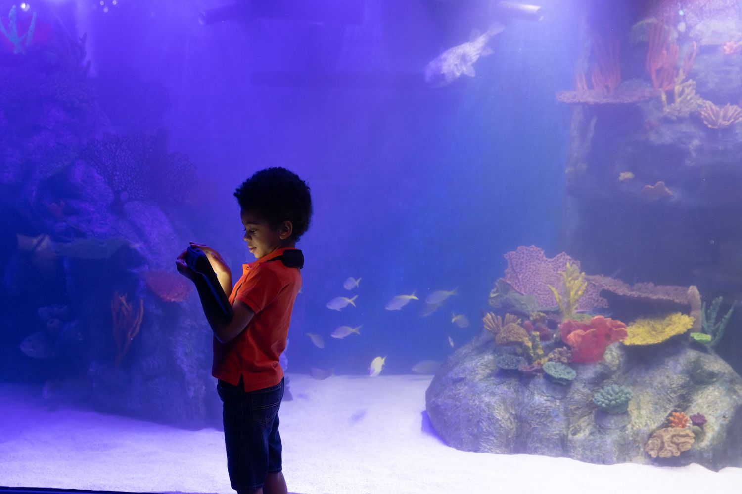 Child watching fish swim in large illuminated aquarium display.