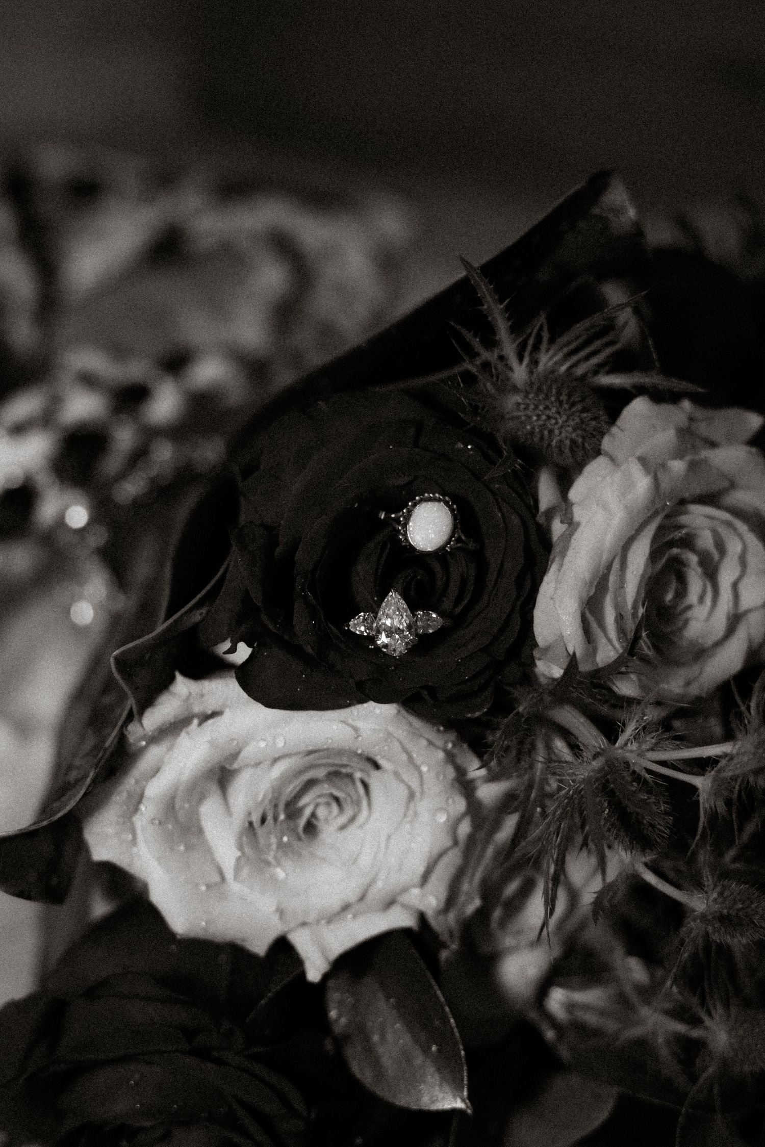 Black and white close-up photograph of roses with a decorative brooch or pin accent.