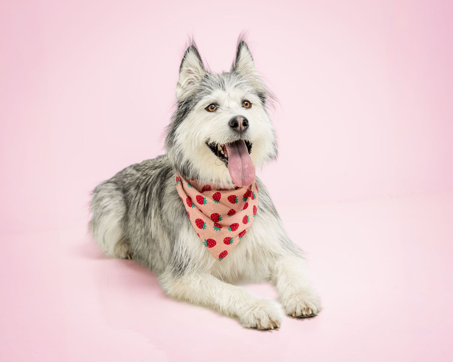 A fluffy husky dog wearing a red polka dot bandana lies on a pink background with tongue out.