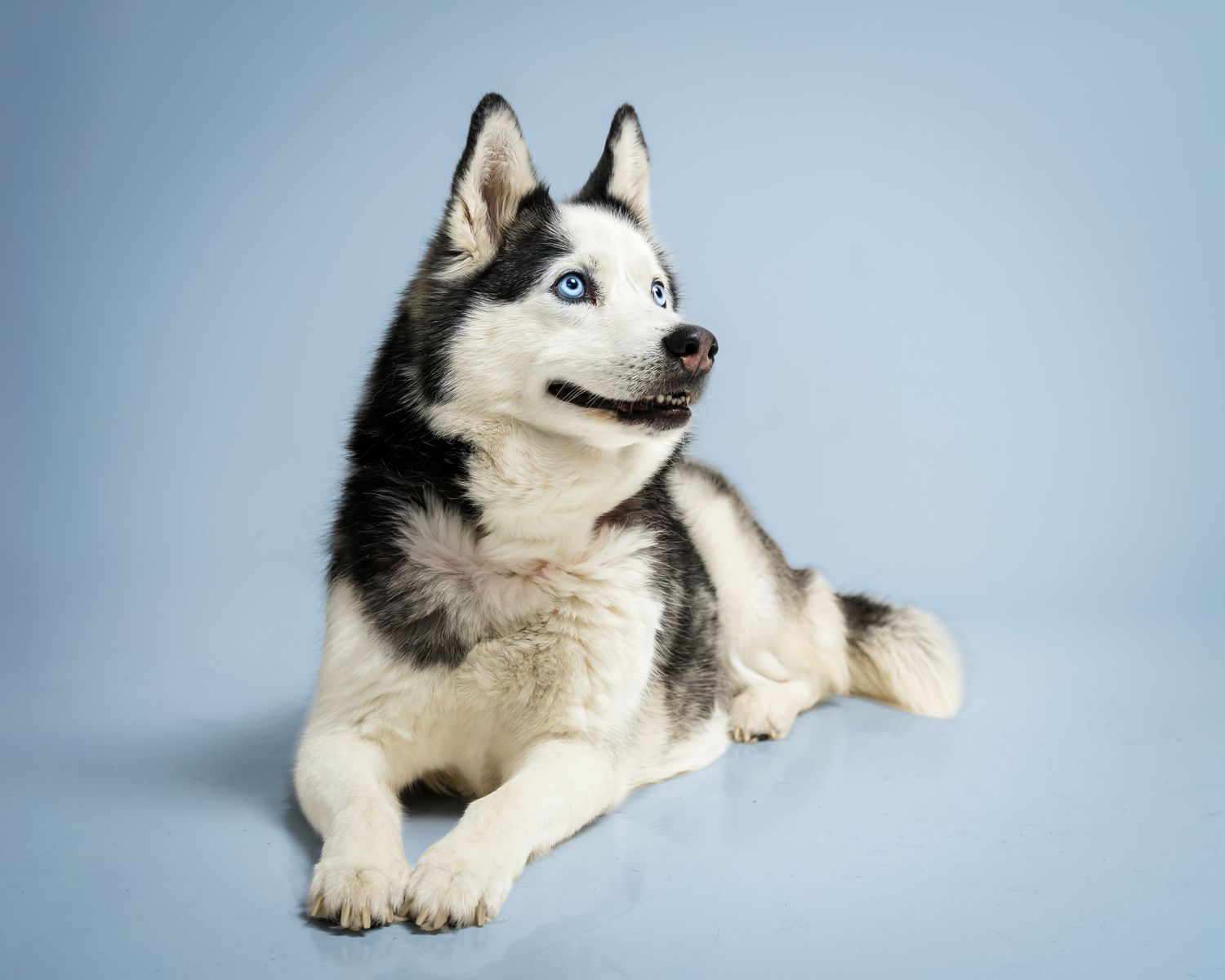 A striking Siberian Husky with blue eyes lies gracefully against a soft blue studio background.