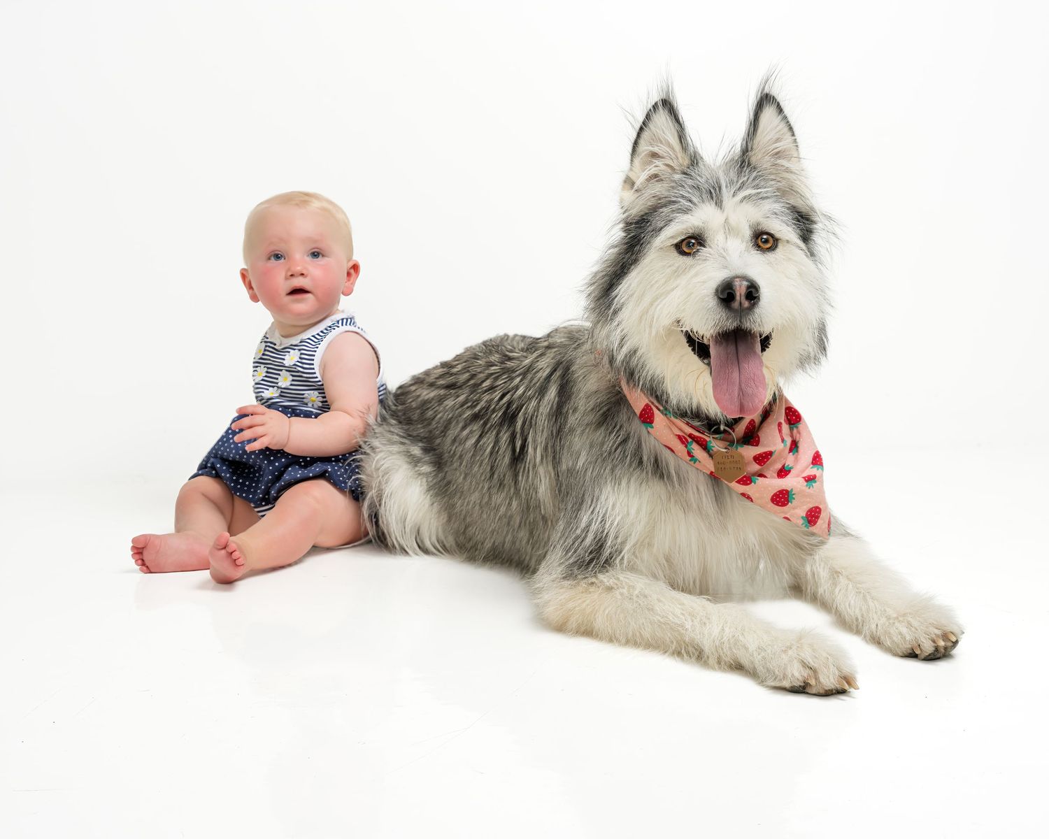 A baby in patriotic outfit sits beside a husky dog wearing a red bandana on a white background.