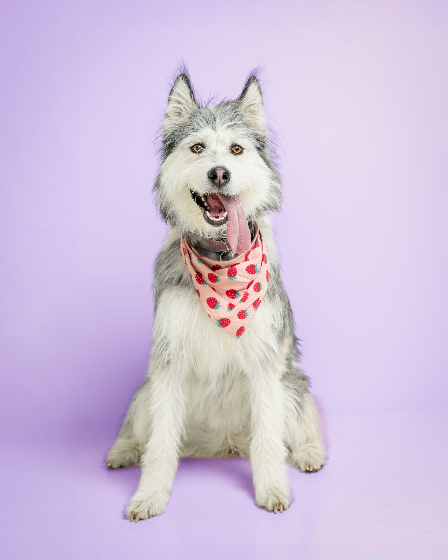 Fluffy Husky dog wearing a red polka dot bandana sits happily against a purple background.