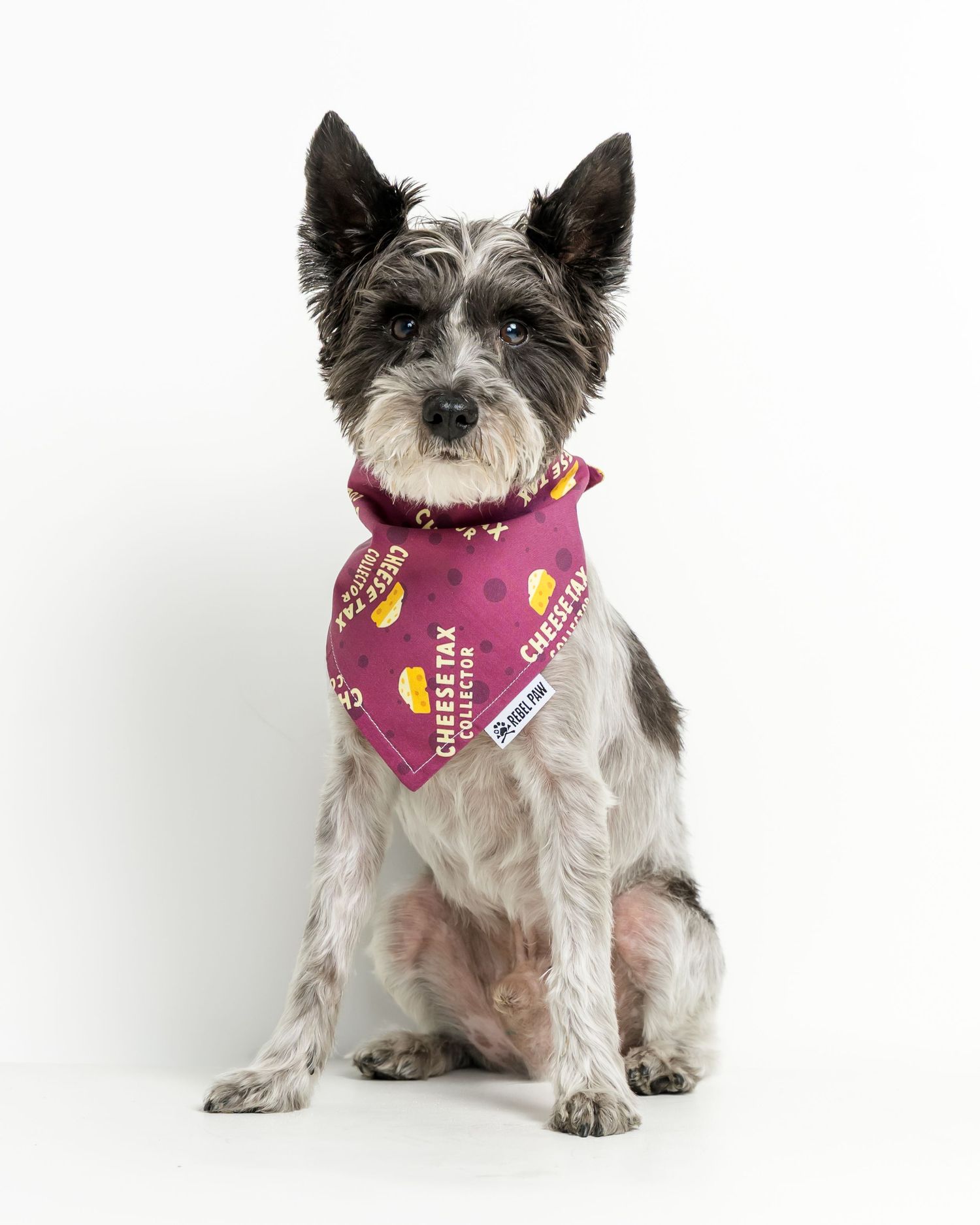 Small terrier dog wearing a pink Cheese Tax Collector bandana, sitting upright against a white background.