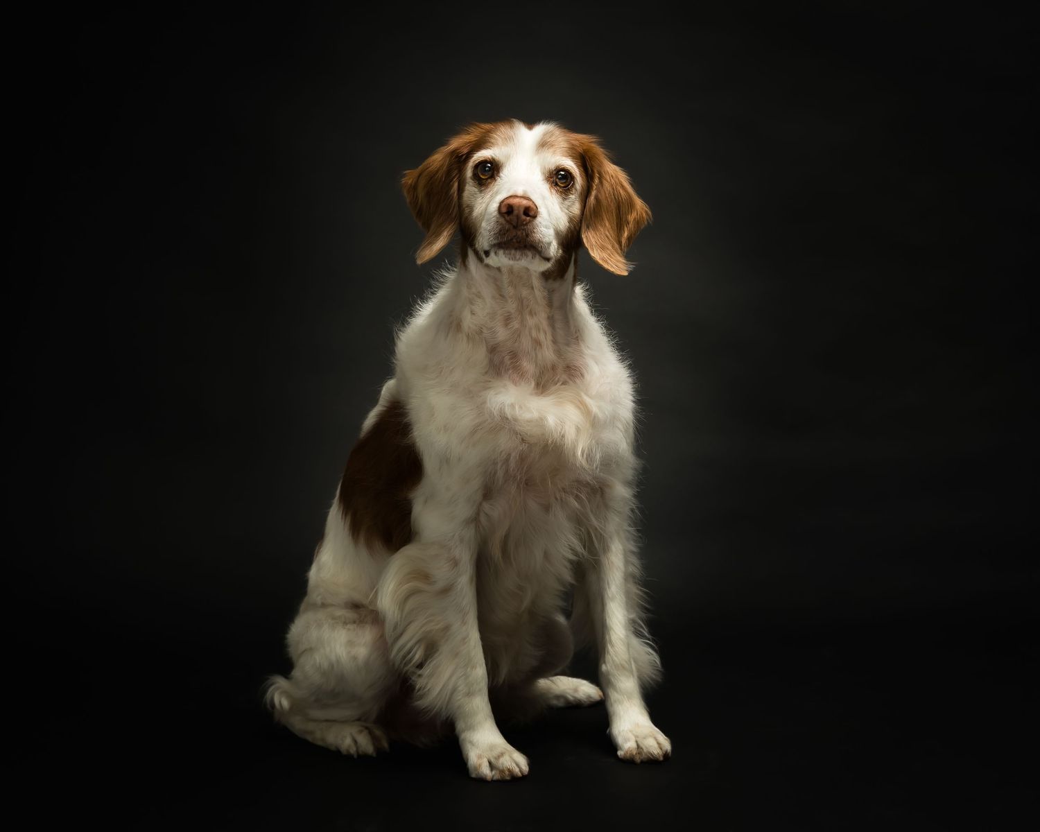 A brown and white Brittany Spaniel dog sitting upright against a dark studio background.