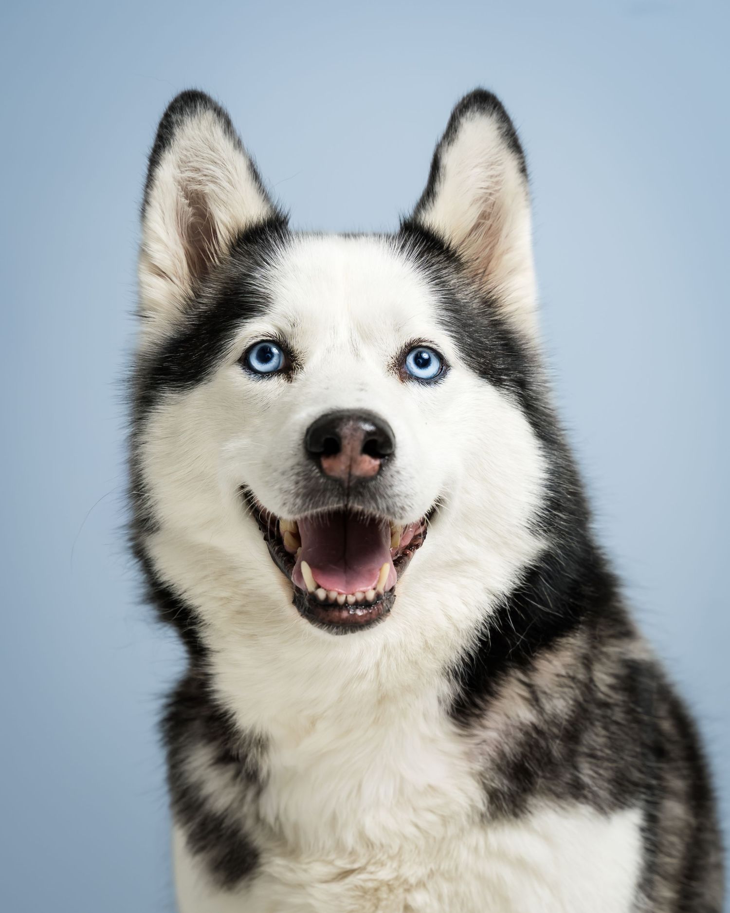 Happy Siberian Husky with striking blue eyes and black-and-white fur smiling against a light blue background.