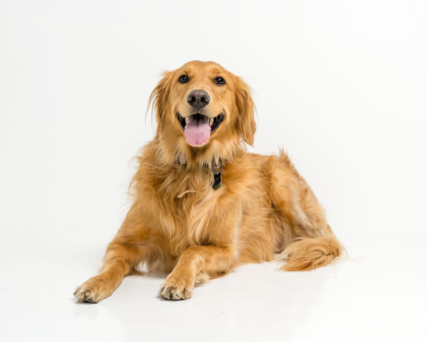 A happy golden retriever dog lying down with tongue out on a white background.