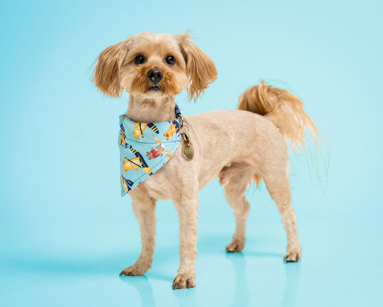 Small fluffy dog wearing a colorful bandana stands against a light blue background.