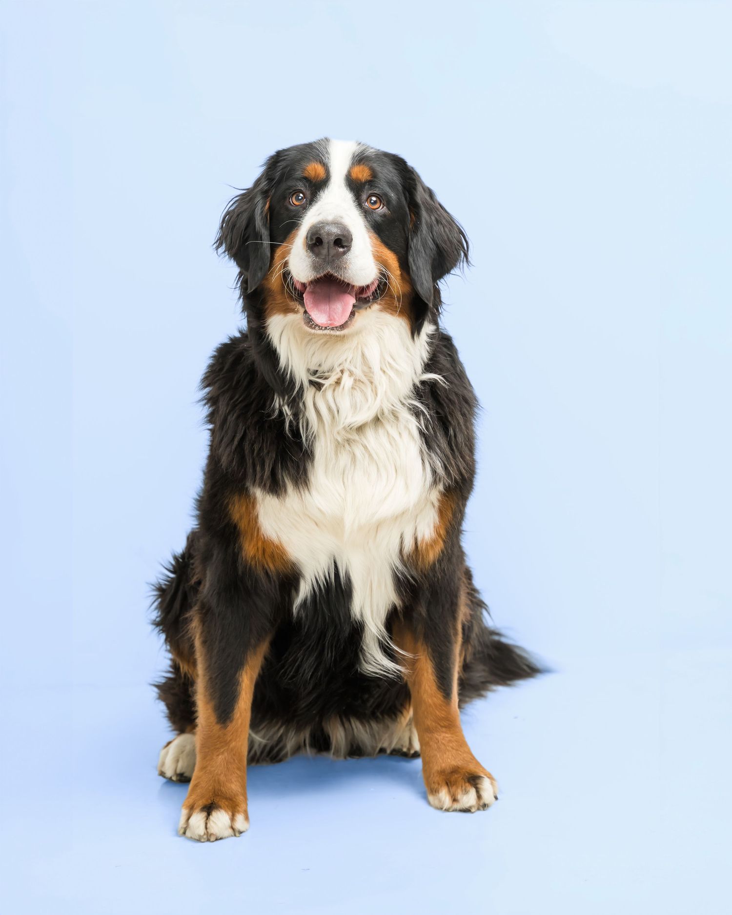 A happy Bernese Mountain Dog sitting upright against a light blue background, showing its tri-color coat.