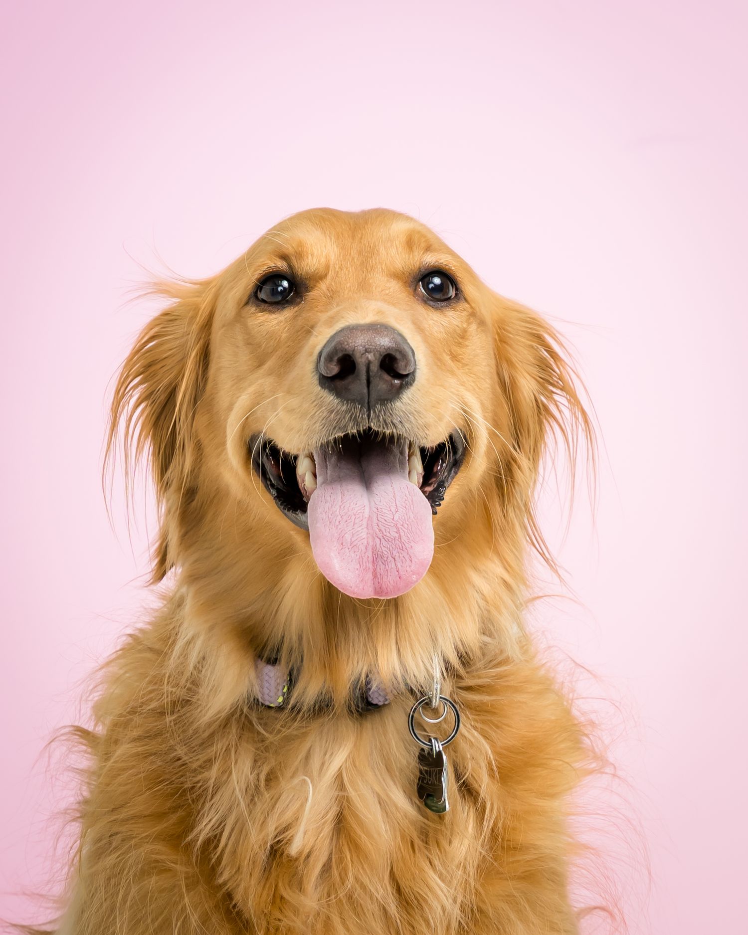 A happy golden retriever with tongue out poses against a pink background, wearing a collar with tags.