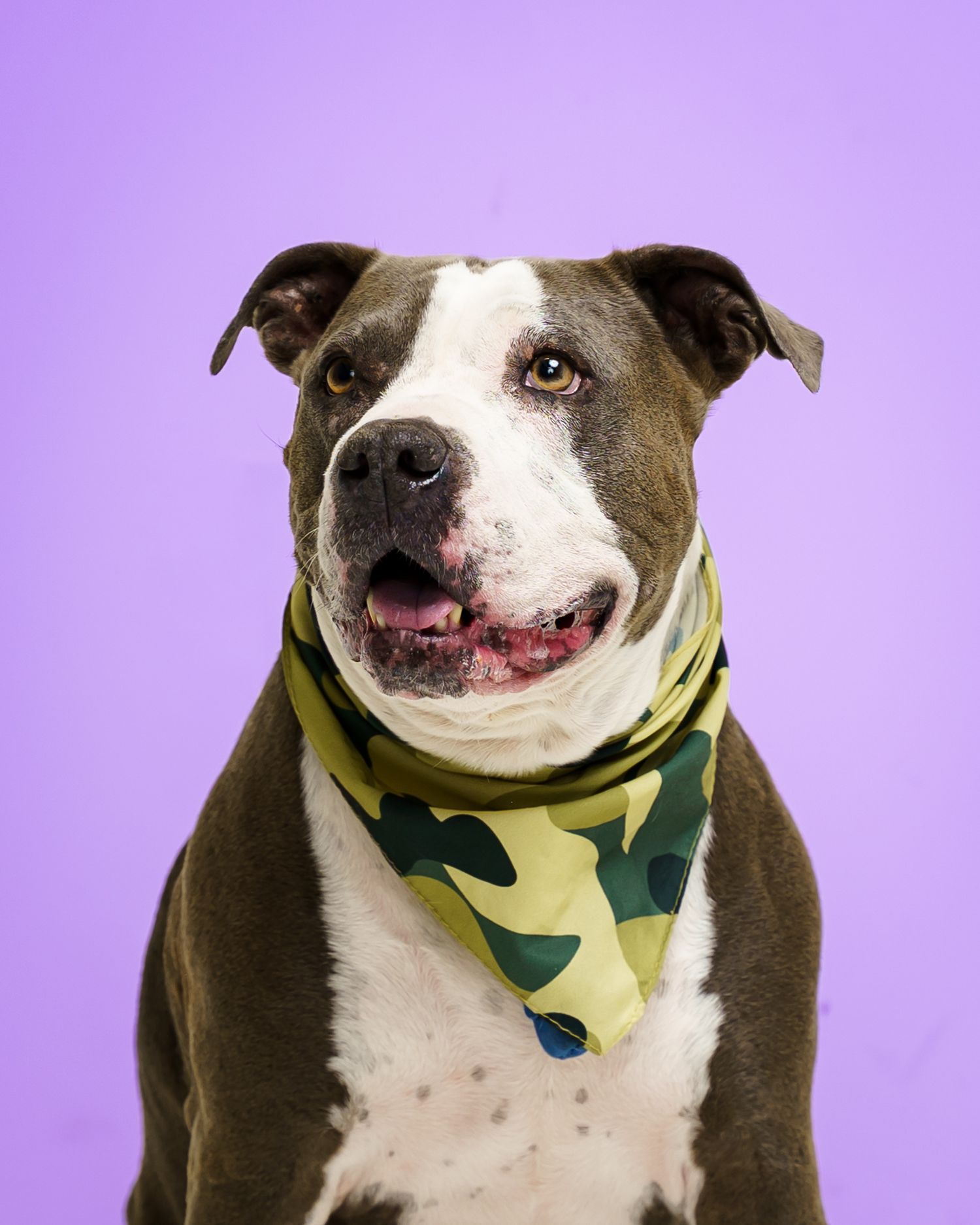 A brown and white pit bull dog wearing a camouflage bandana poses against a purple background.