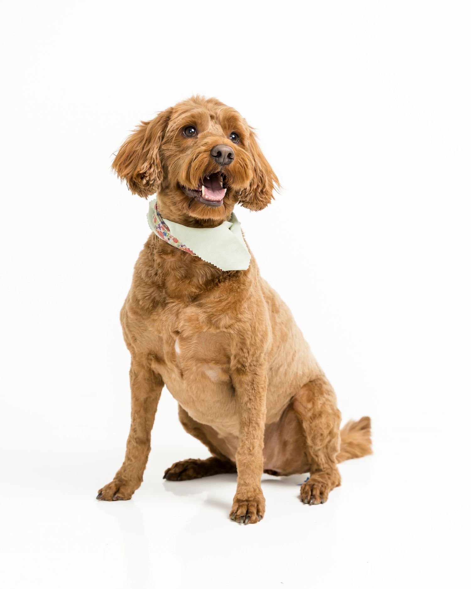 A fluffy golden Cockapoo dog sits upright wearing a mint green bandana, smiling with mouth open on white background.
