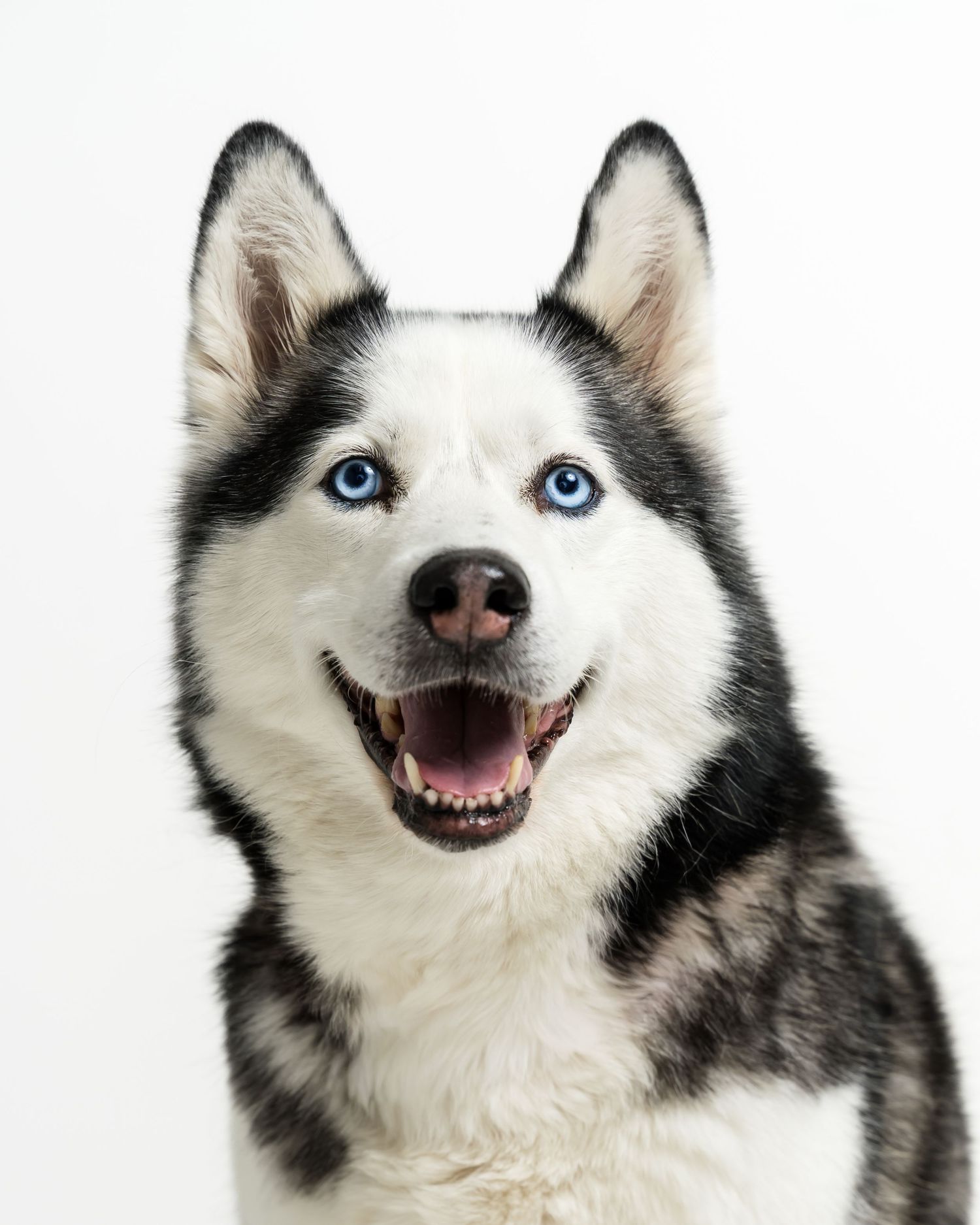 Siberian Husky dog with striking blue eyes and black-white fur smiling against a white background.