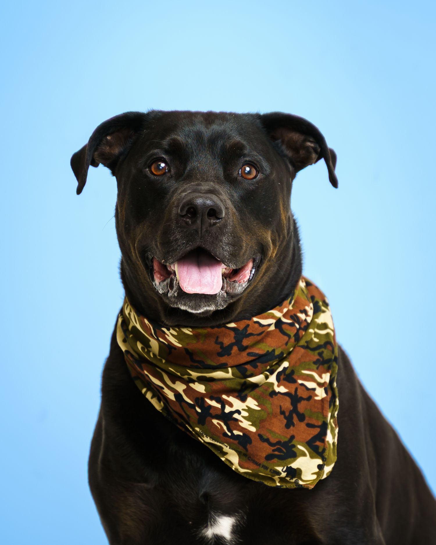 Black dog wearing a camouflage bandana smiling against a blue background.