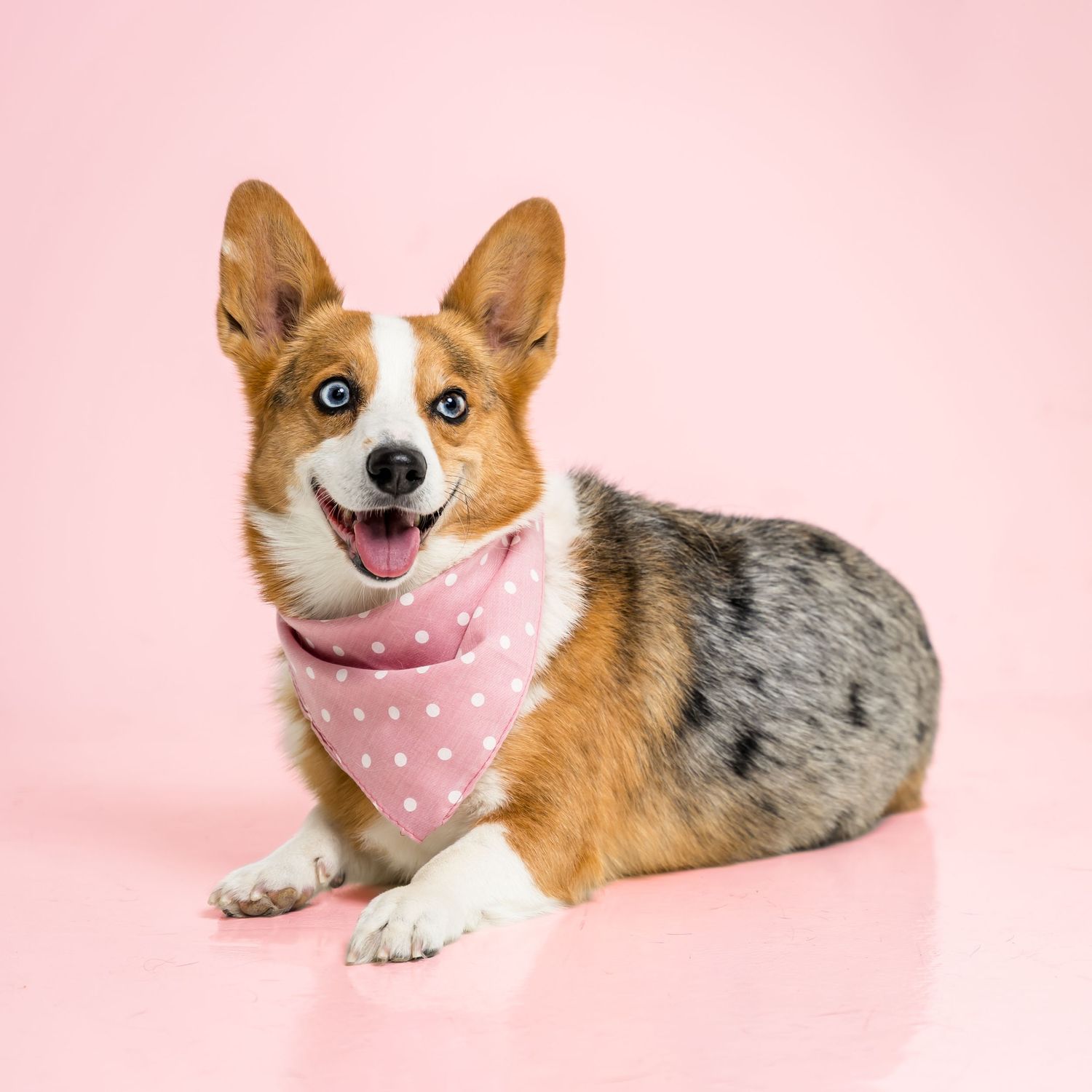 Adorable Corgi dog wearing a pink polka dot bandana, sitting against a pink background with a happy expression.