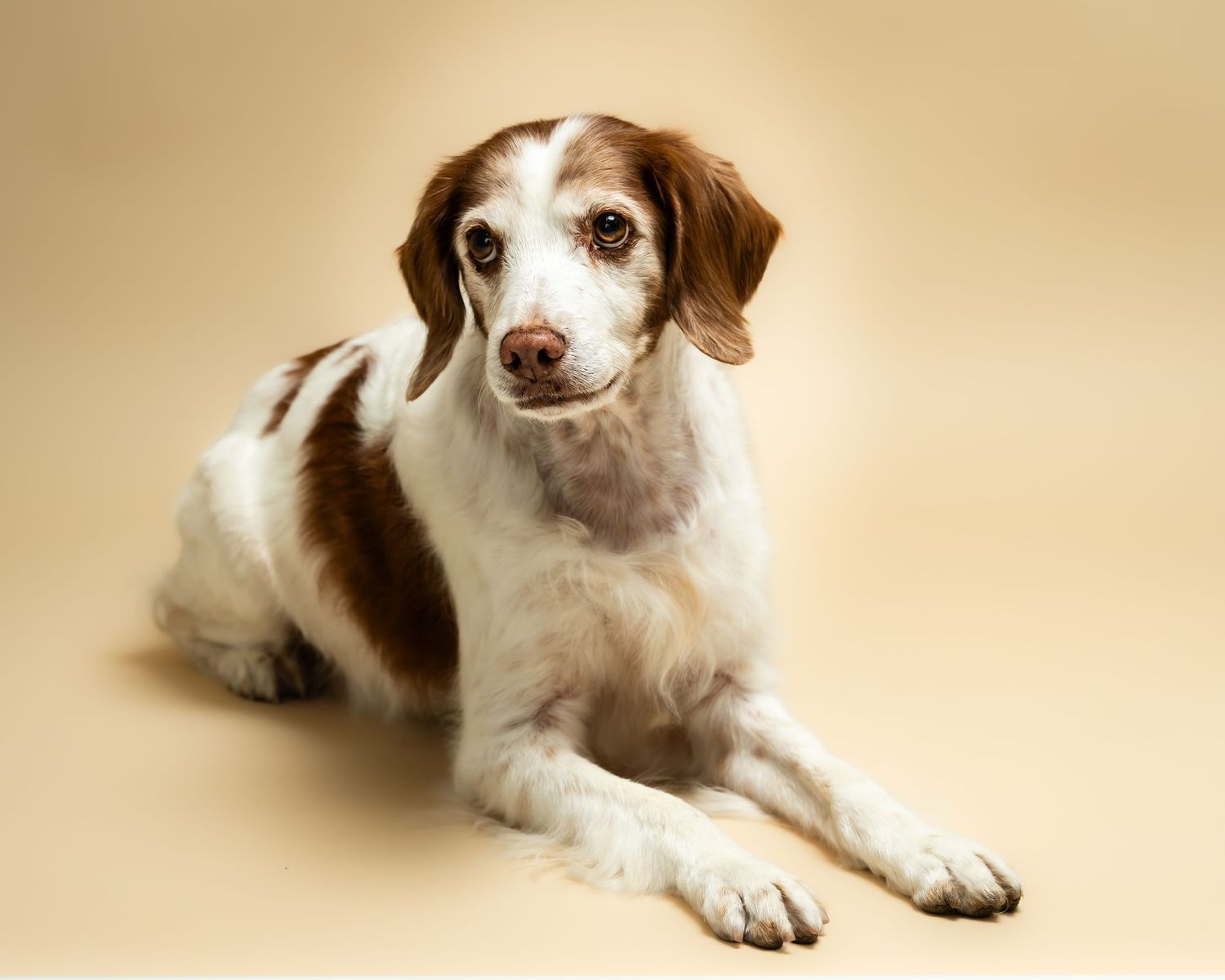 White and brown Brittany Spaniel dog lying down against a beige studio background.