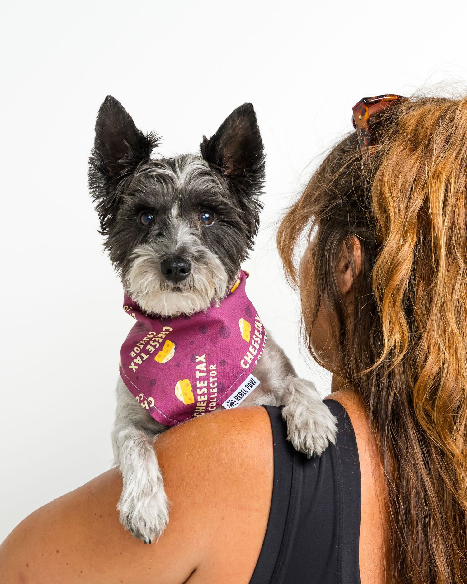 Small terrier dog wearing a purple bandana perched on a woman's shoulder against a white background.