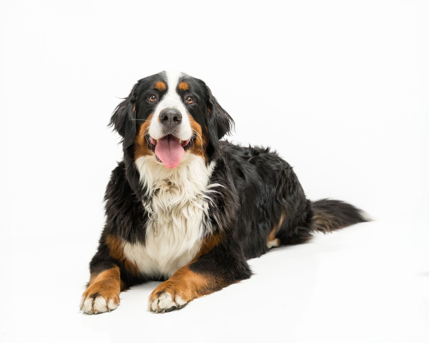 Bernese Mountain Dog lying down with tongue out on white background.