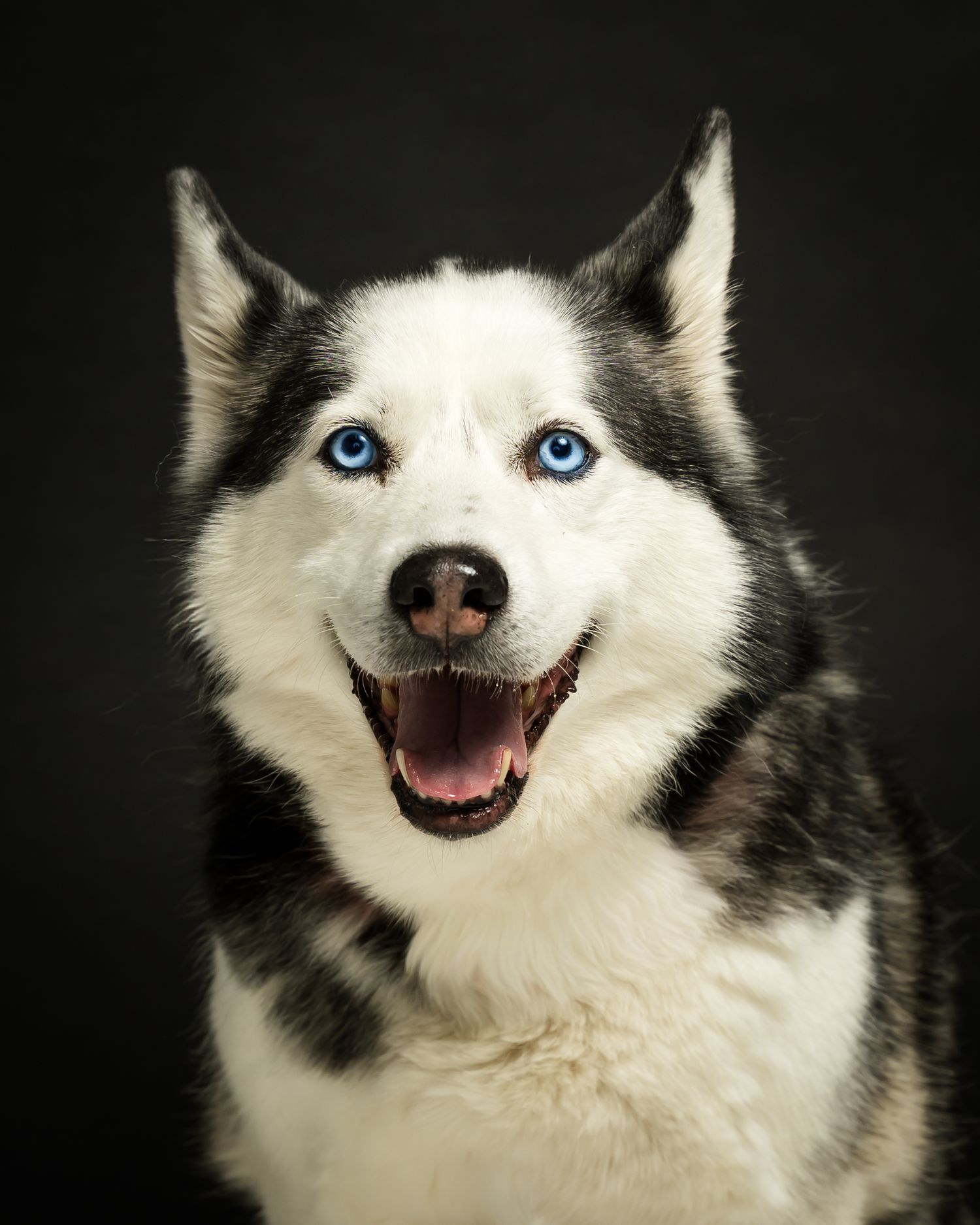 A happy Siberian Husky with striking blue eyes and black-white fur poses against a dark background.