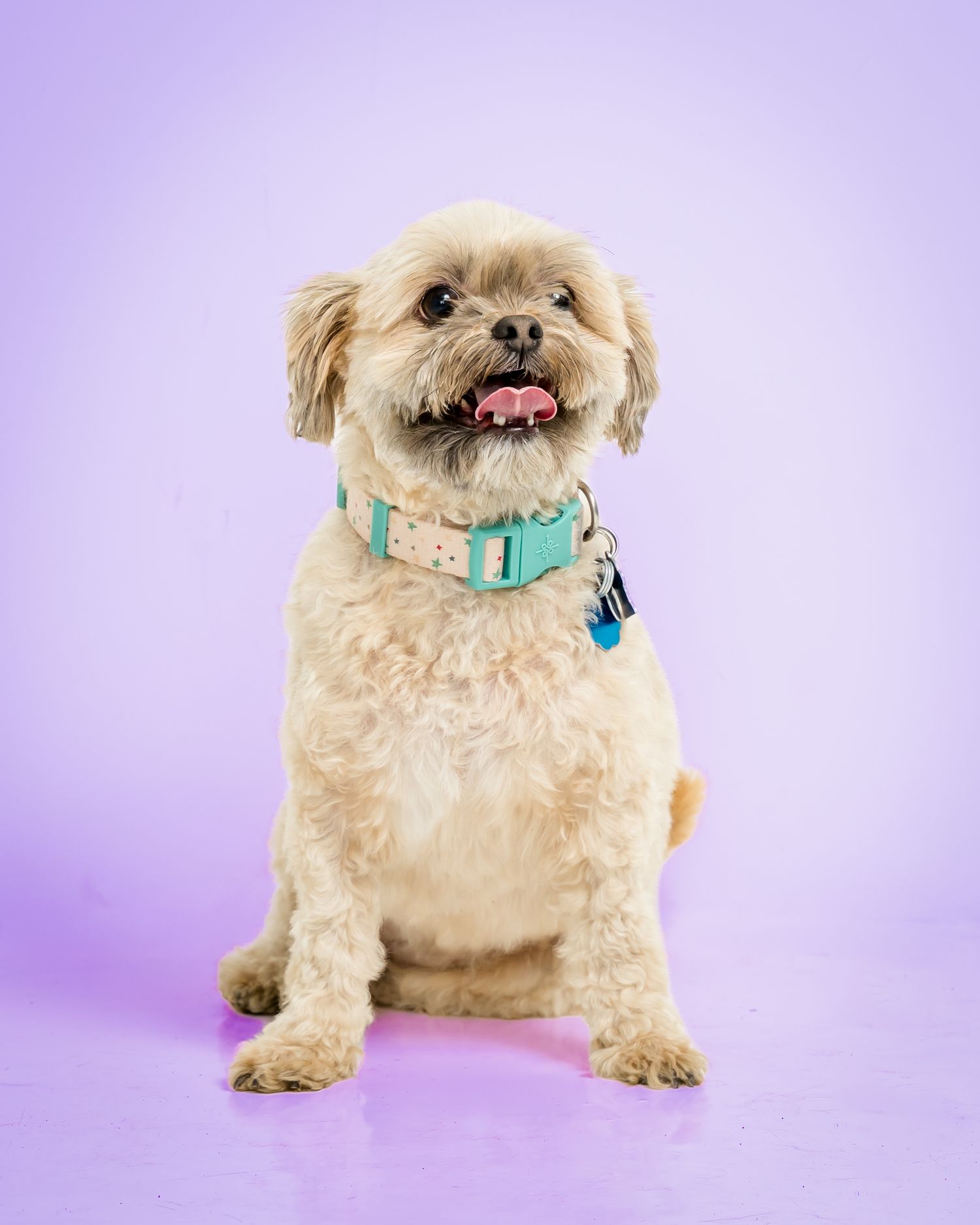 A cute fluffy cream dog wearing a teal collar sits happily on a purple background with tongue out.