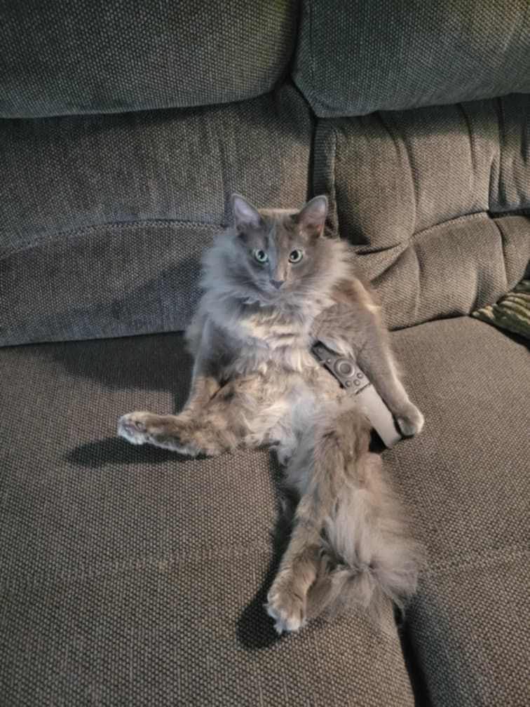 Two cats lounging on a gray couch with one gray cat and one fluffy cat sprawled out relaxing.