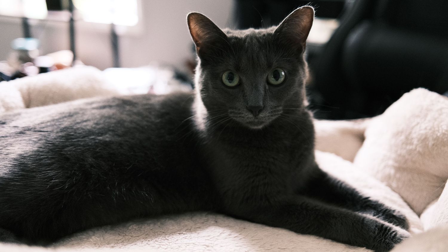 Black cat lounging on white bedding in various relaxed poses.