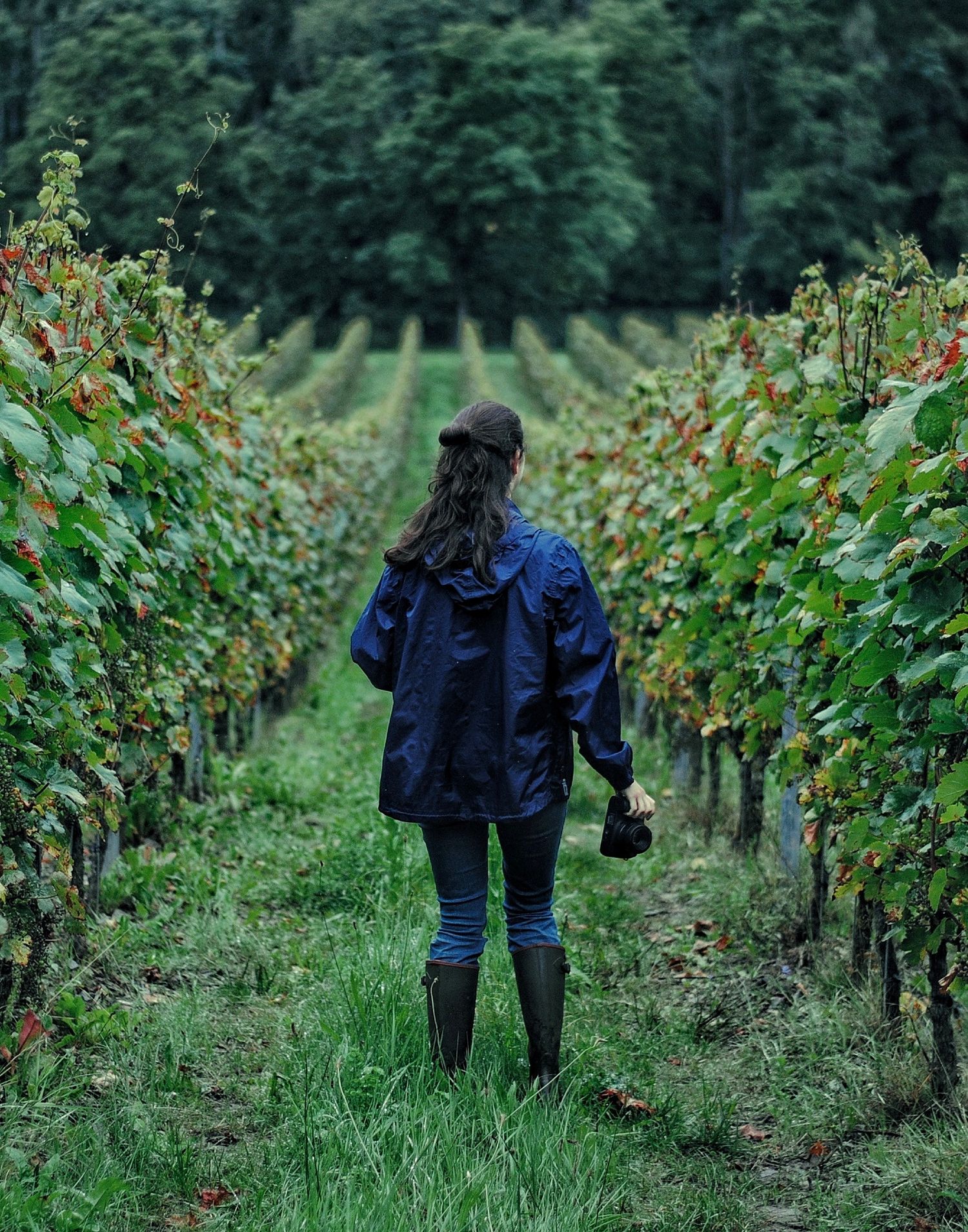 photographe dans les vignes