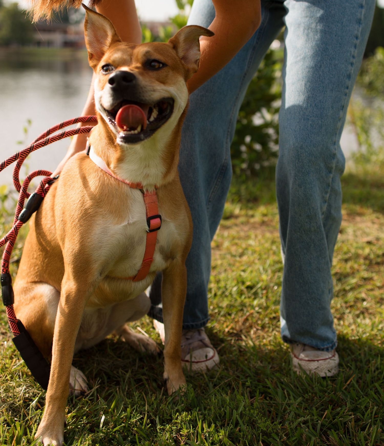 A tan Chihuahua mix dog wearing a red harness plays and interacts with someone on grassy ground.
