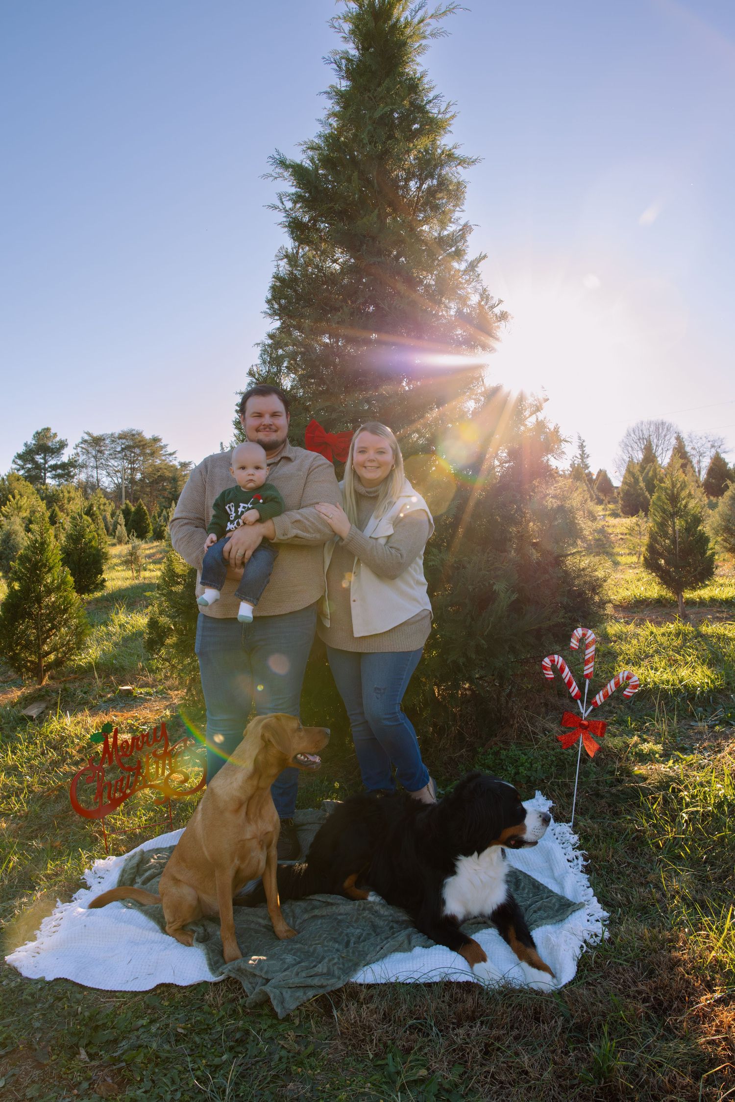 Family photo at Christmas tree farm with two dogs on blanket during golden hour.