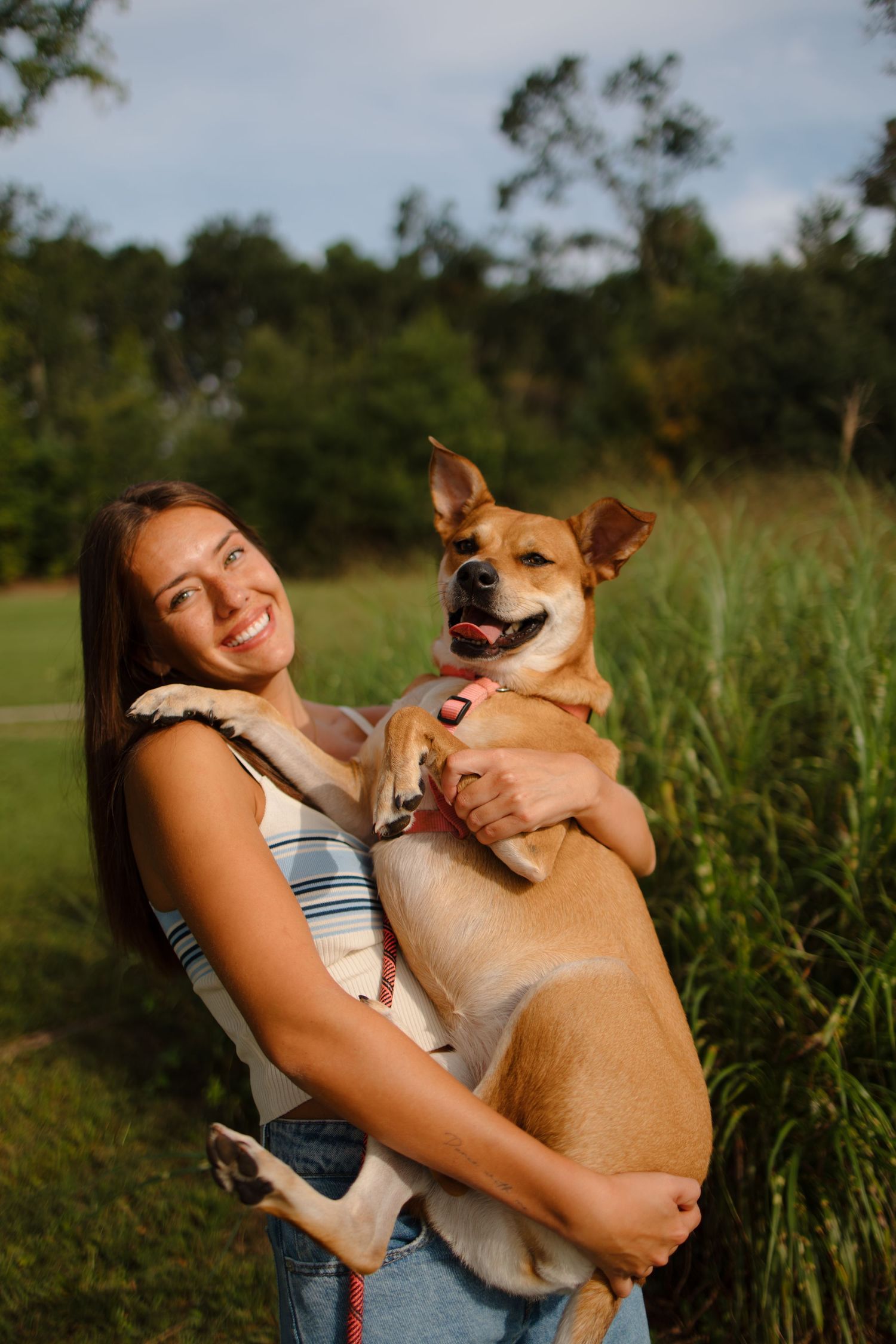 A happy brown and white dog being held outdoors in a grassy field during golden hour.