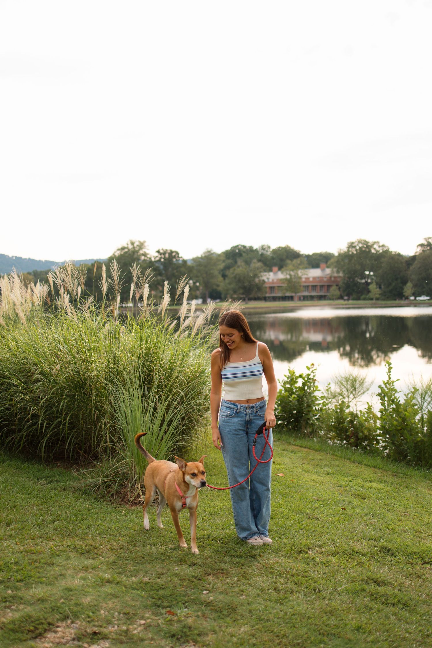 Lakeside scene with tall grass and person walking dog on grassy shore.