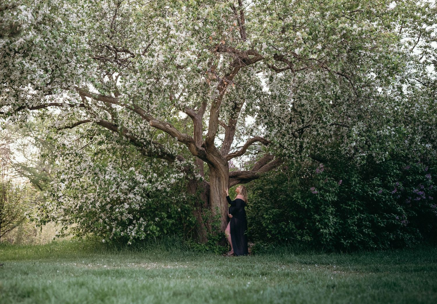 Silhouette standing beneath large blooming tree in spring.