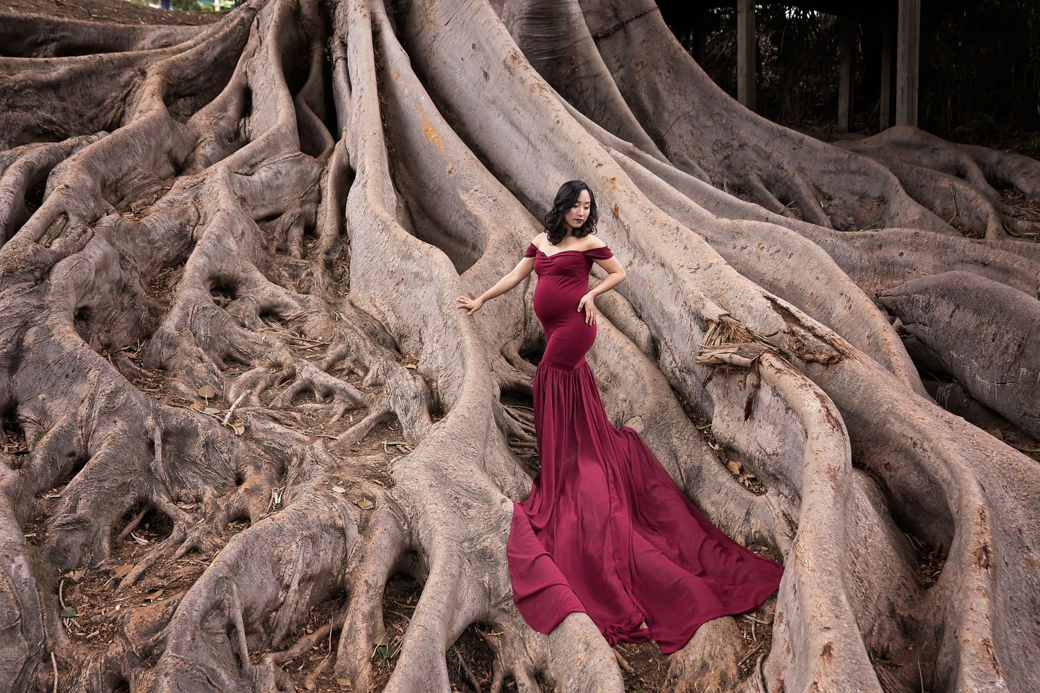 Dramatic maternity photos among exposed tree roots in burgundy gown at sunset. San Diego Maternity Photographer