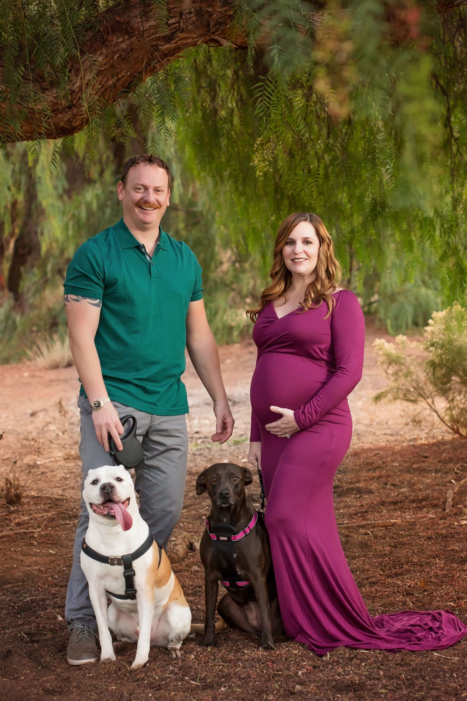 Expectant couple poses with their two dogs for maternity photos under willow trees. San Diego Maternity Photographer